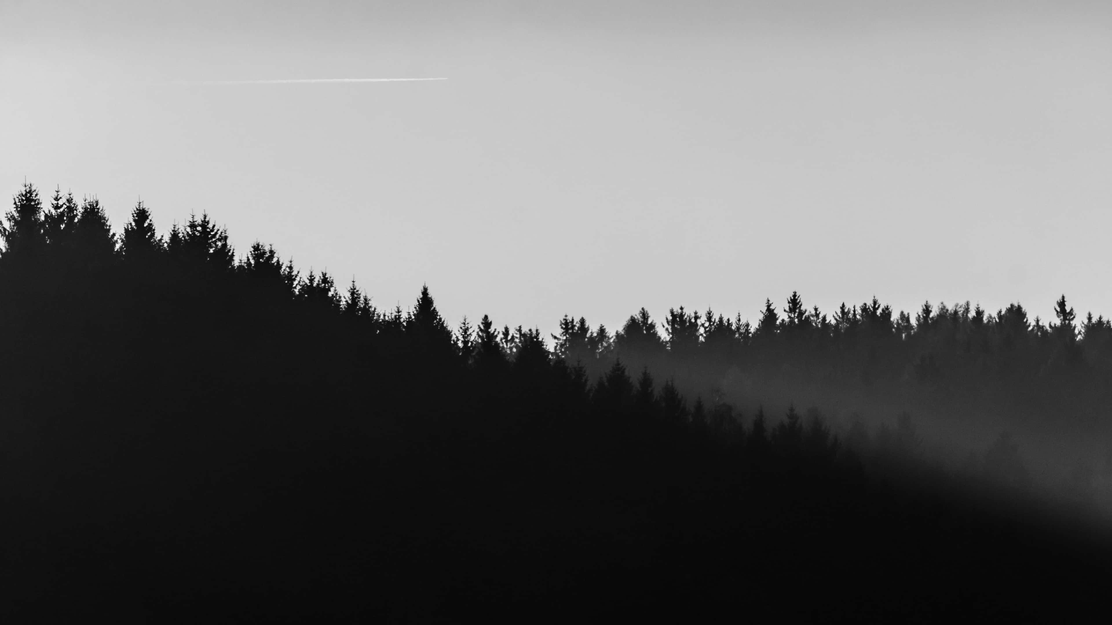 Minimalistisk 4K svart-hvitt skog Bakgrunner