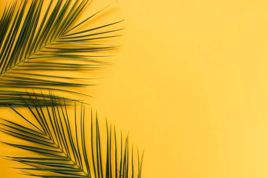 Minimalistisk estetikk med palmeblader Bakgrunner