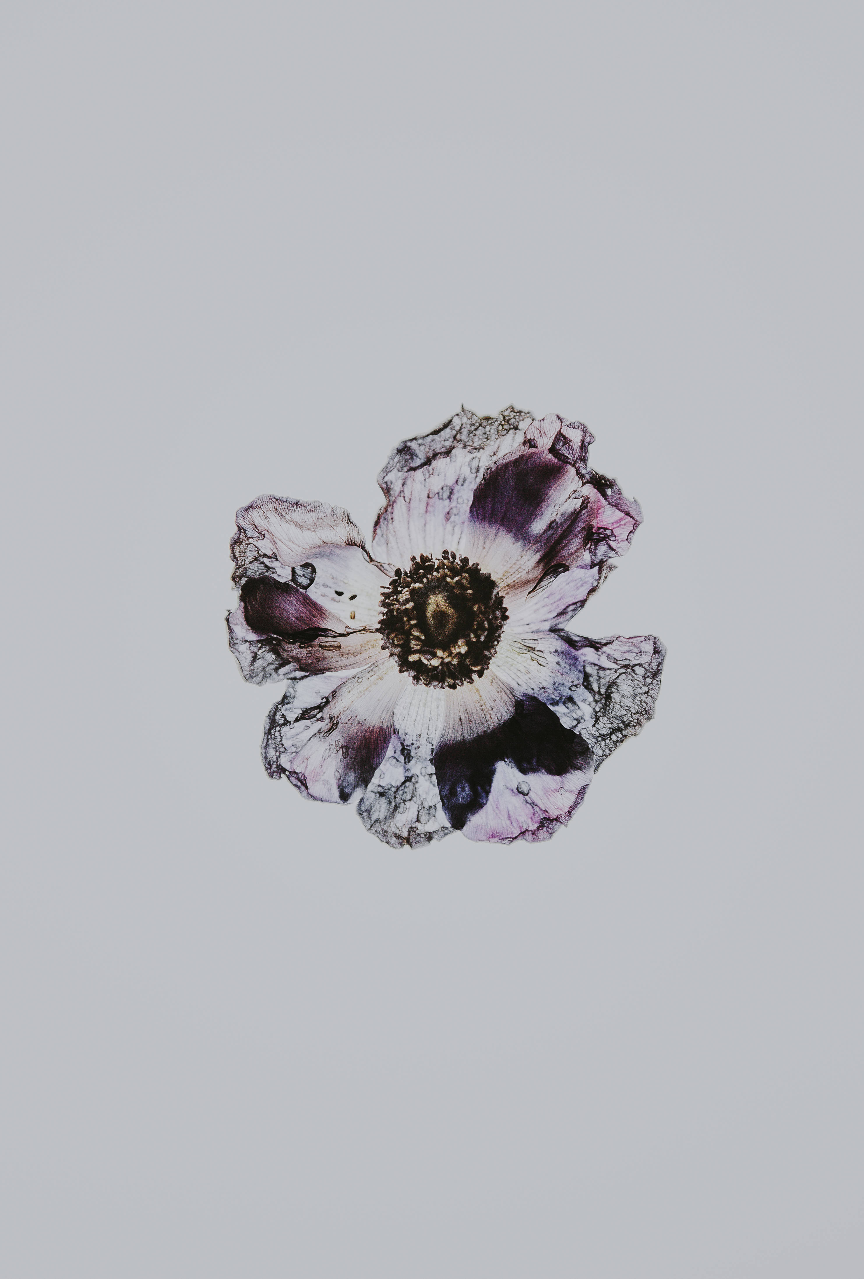Minimalistisk mørk vinrød blomst Bakgrunner