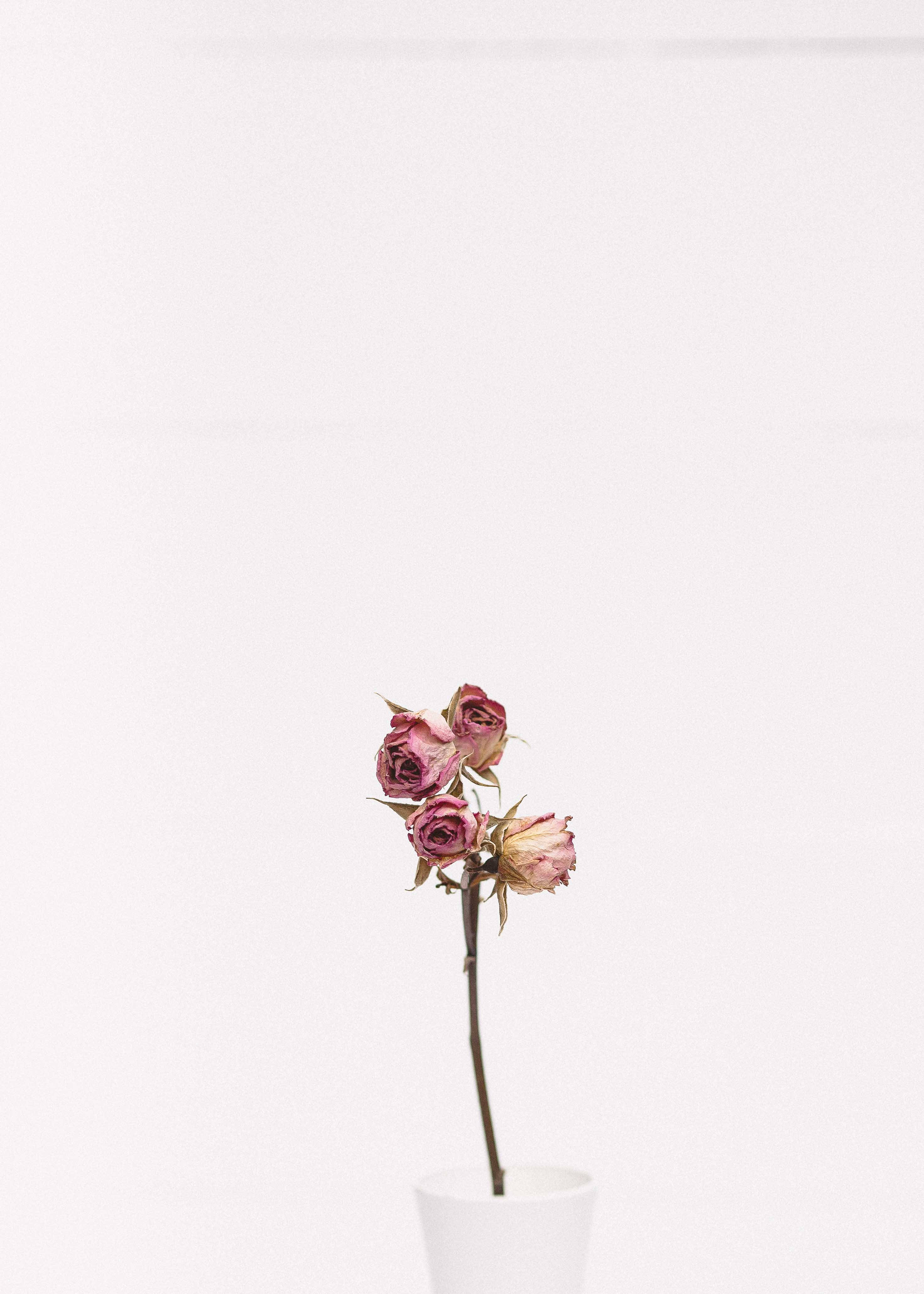 Minimalistisk skjønnhet av en rosa rose Bakgrunner