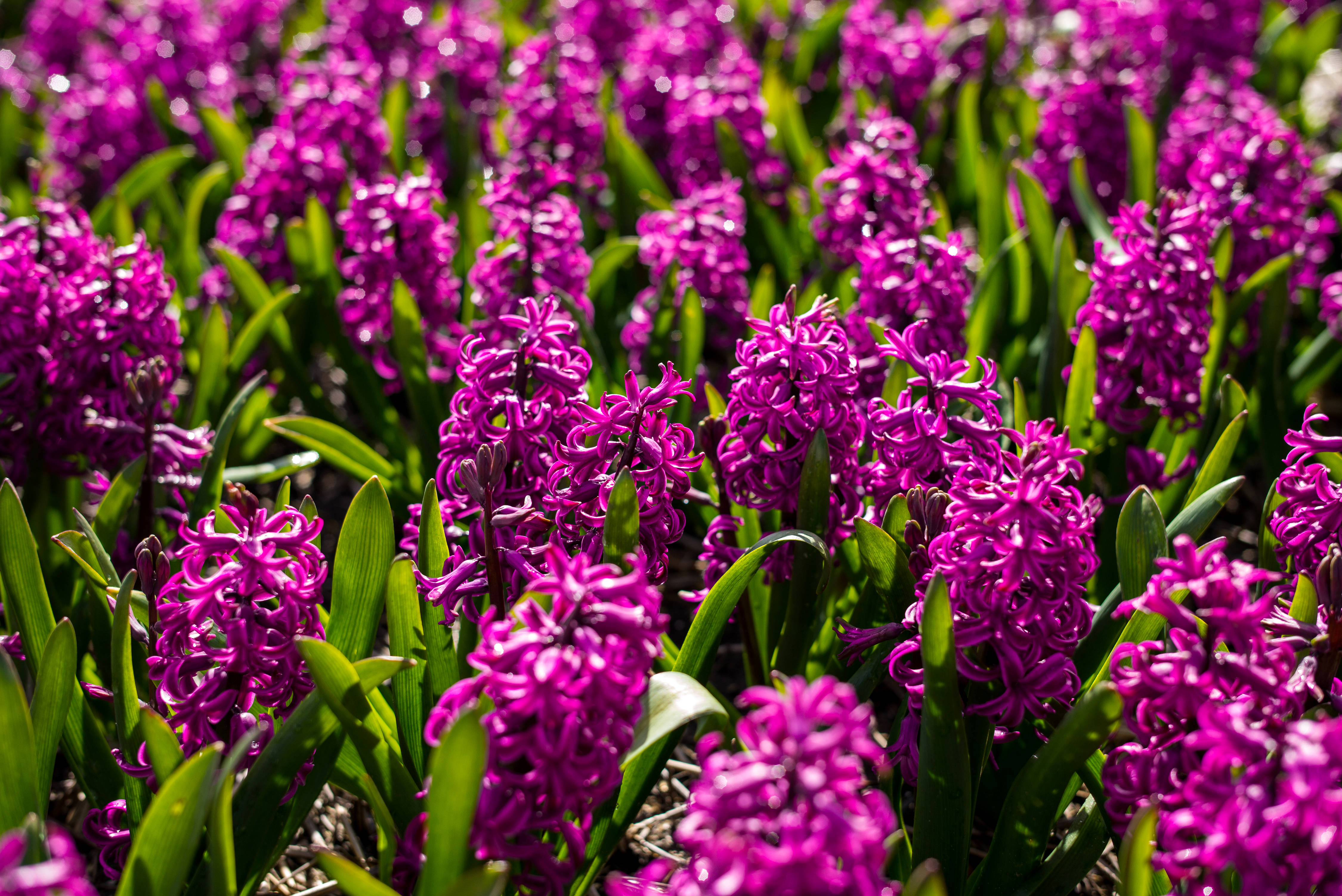 Miss Saigon hyasint blomstereng Bakgrunner