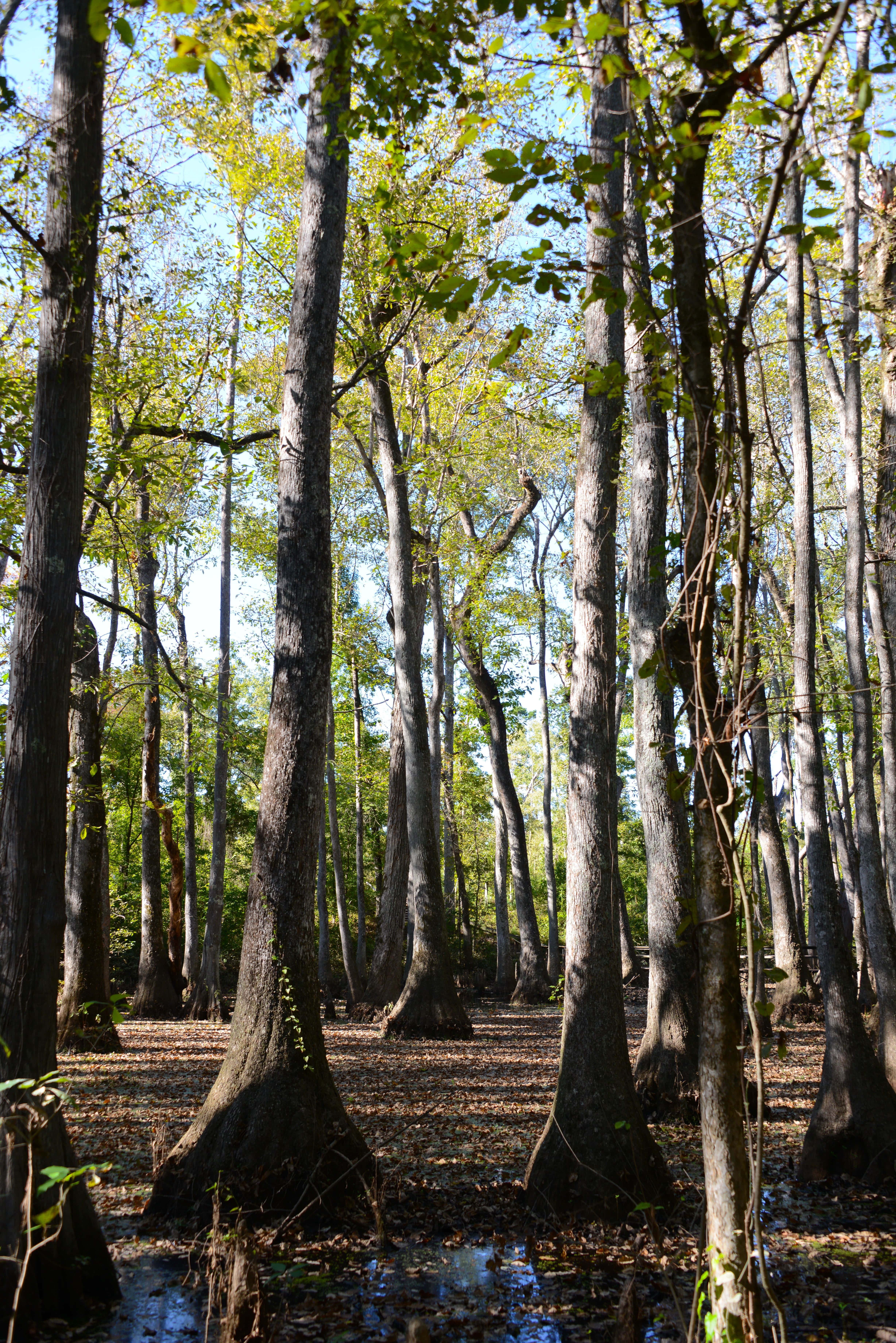 Mississippi-skogen Bakgrunner