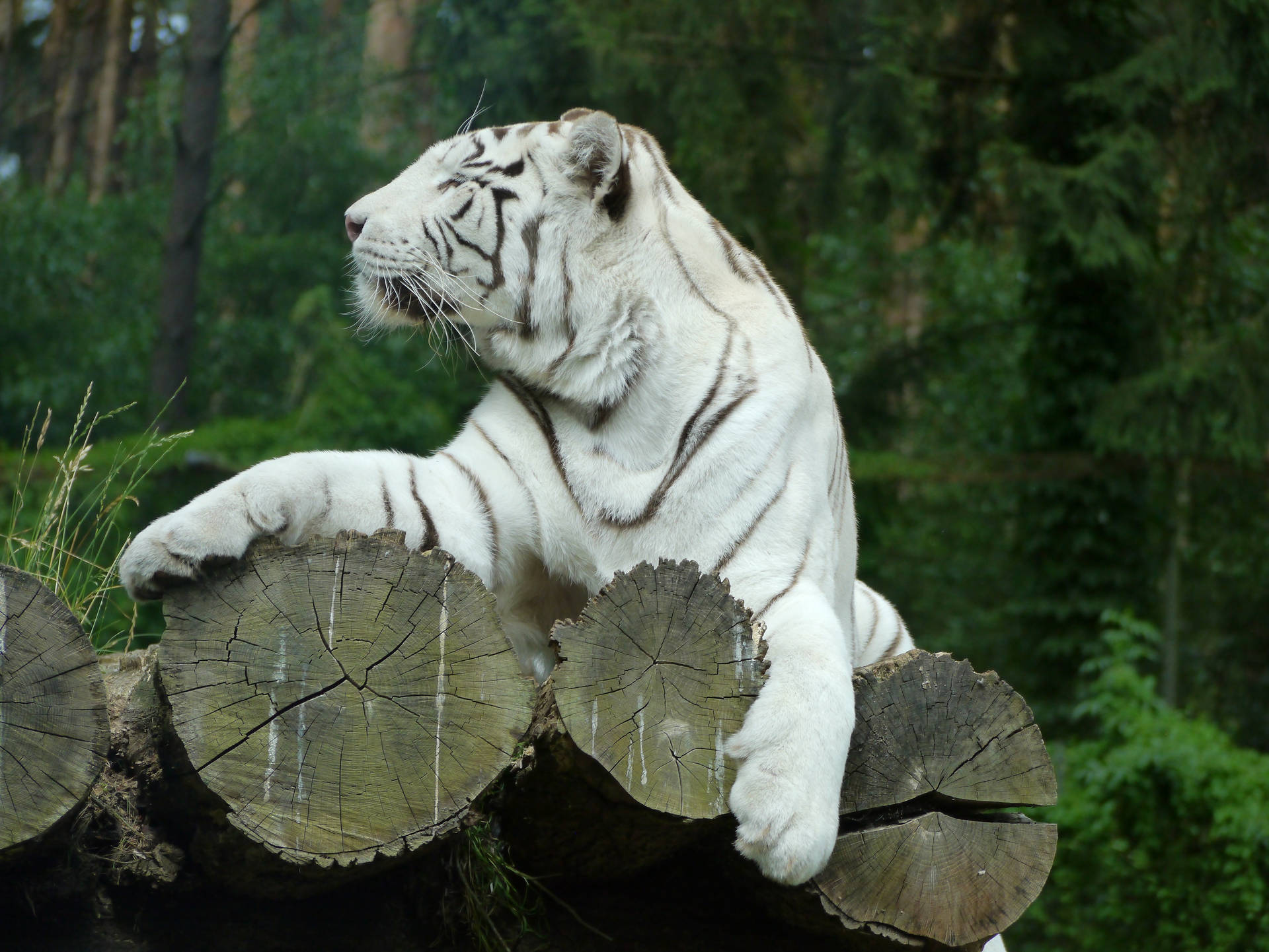 Majestetisk bakgrunnsbilde av hvit tiger som sitter på tømmerstokker.