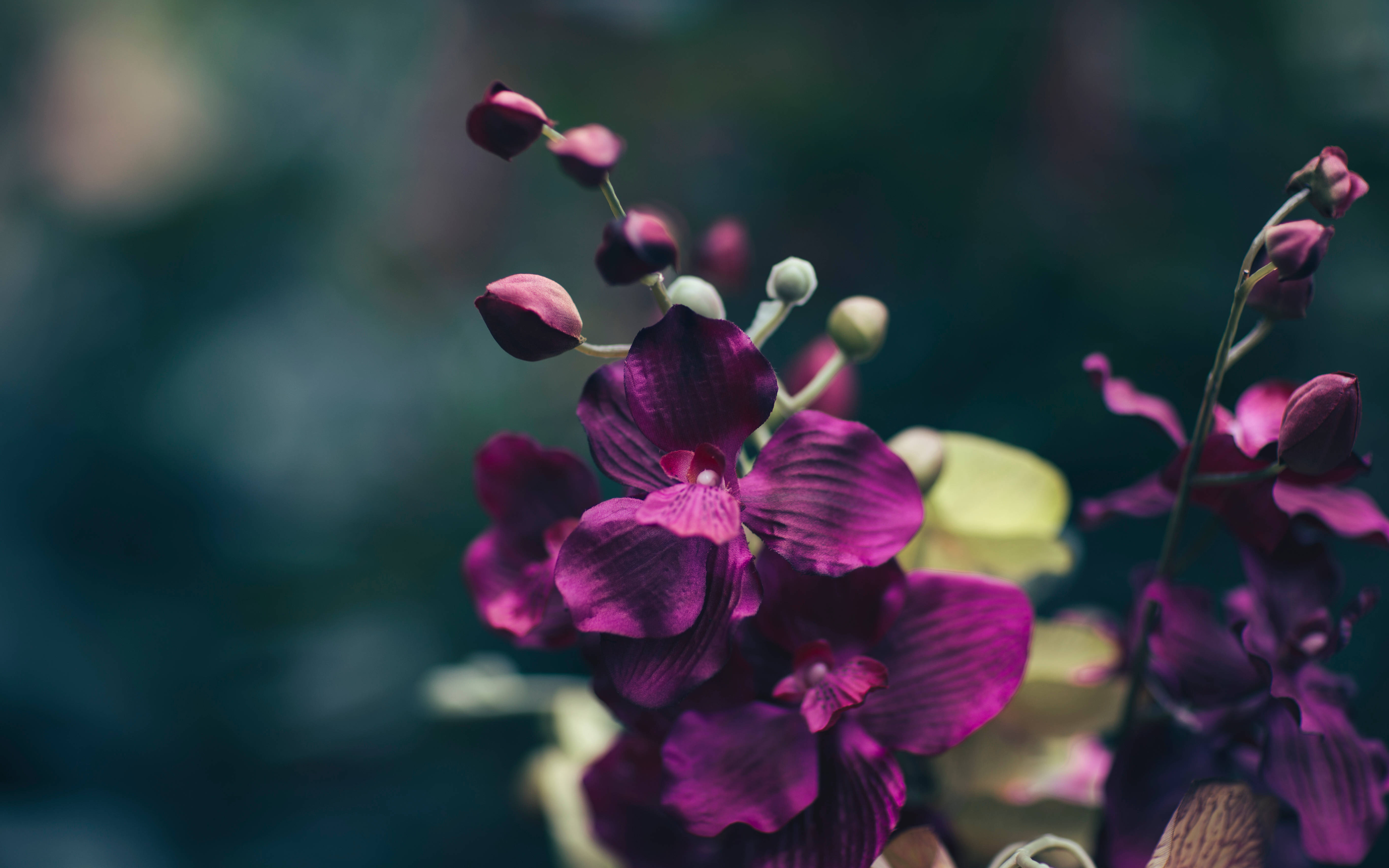 Mørk florallilla Bakgrunner