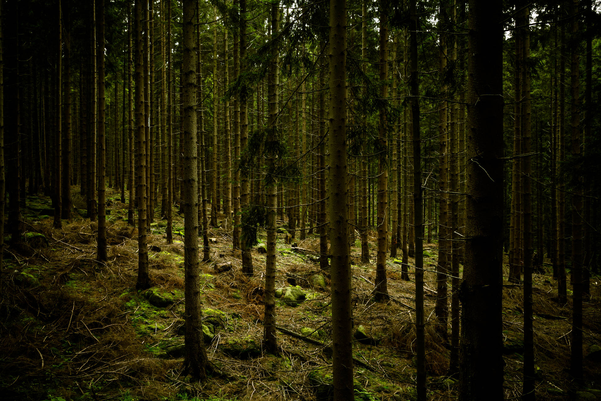 Mørk grønn skog bakgrunnsbilde — Mørk estetikk GIF Bakgrunner