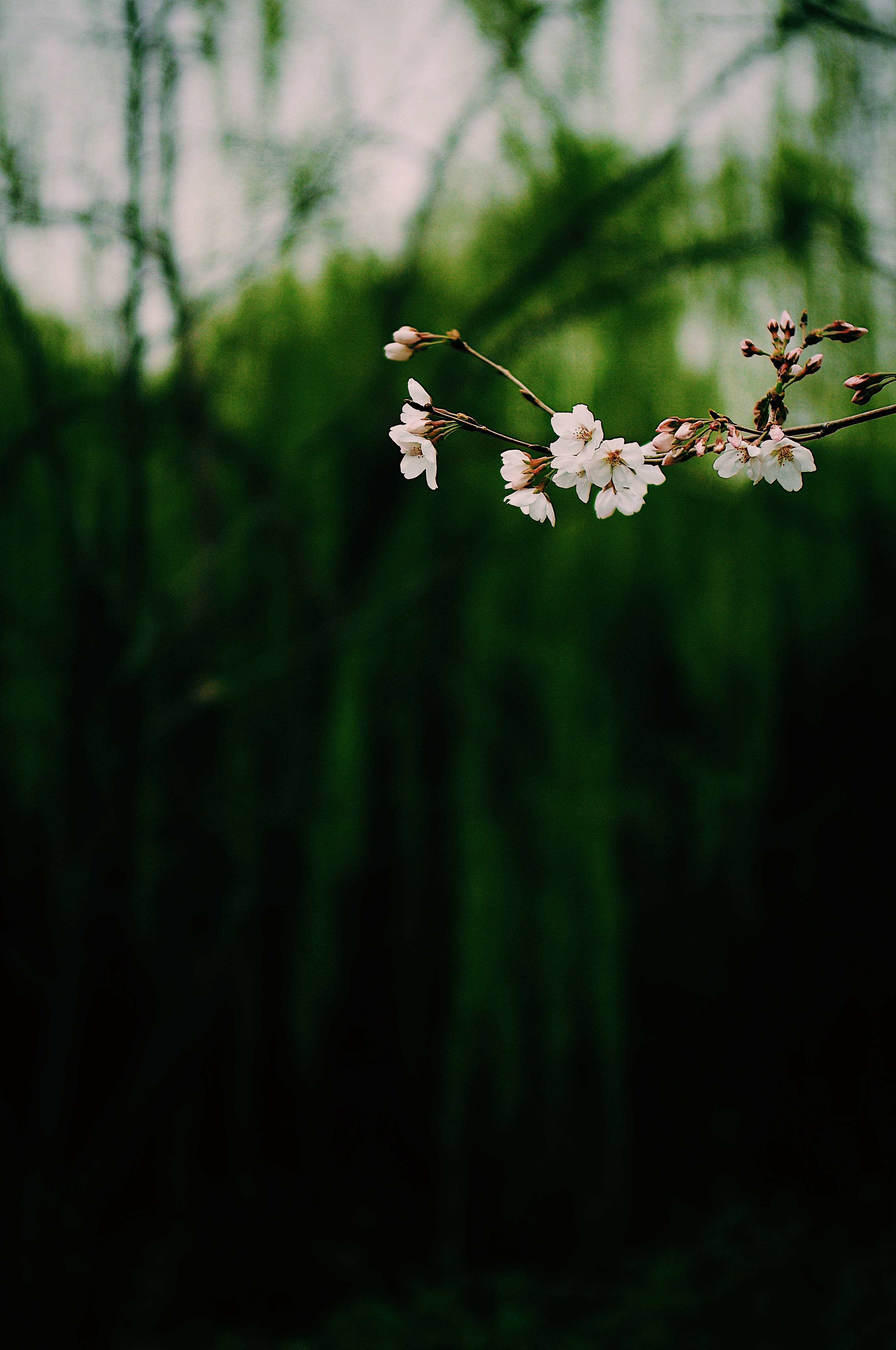 Mørk hengende floral i hvitt Bakgrunner