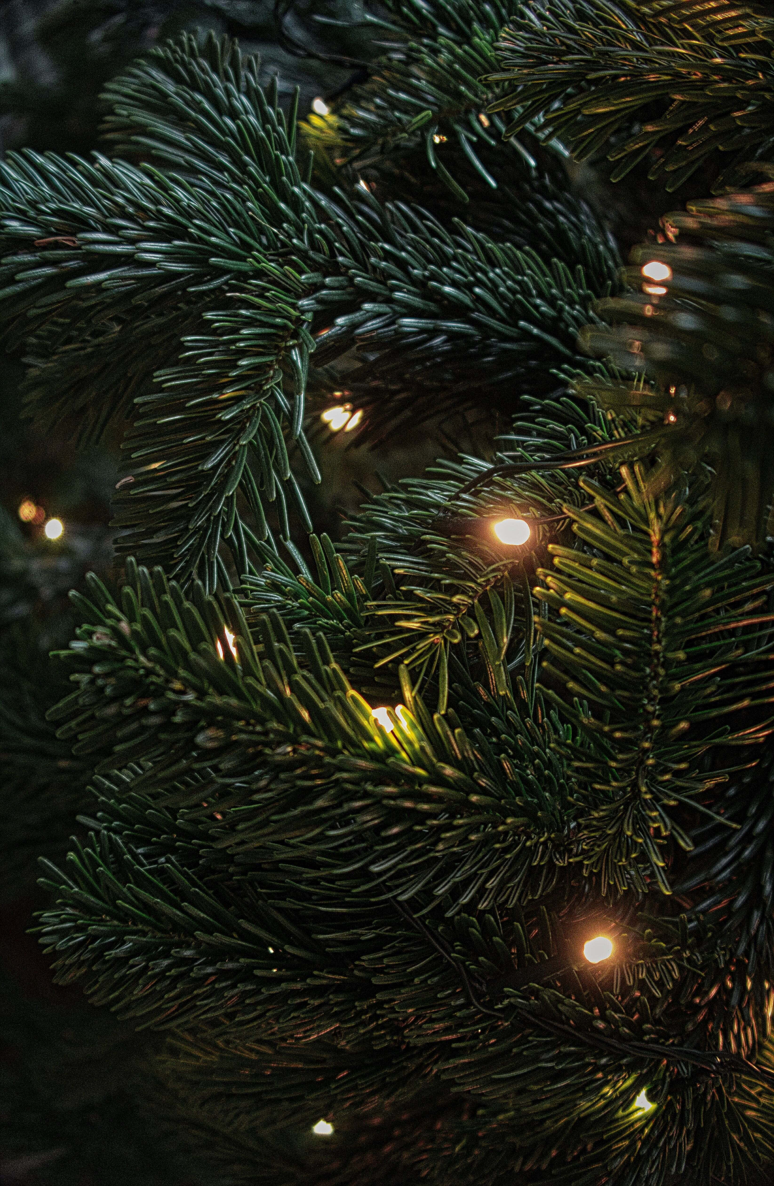 Mørk julescene Bakgrunner