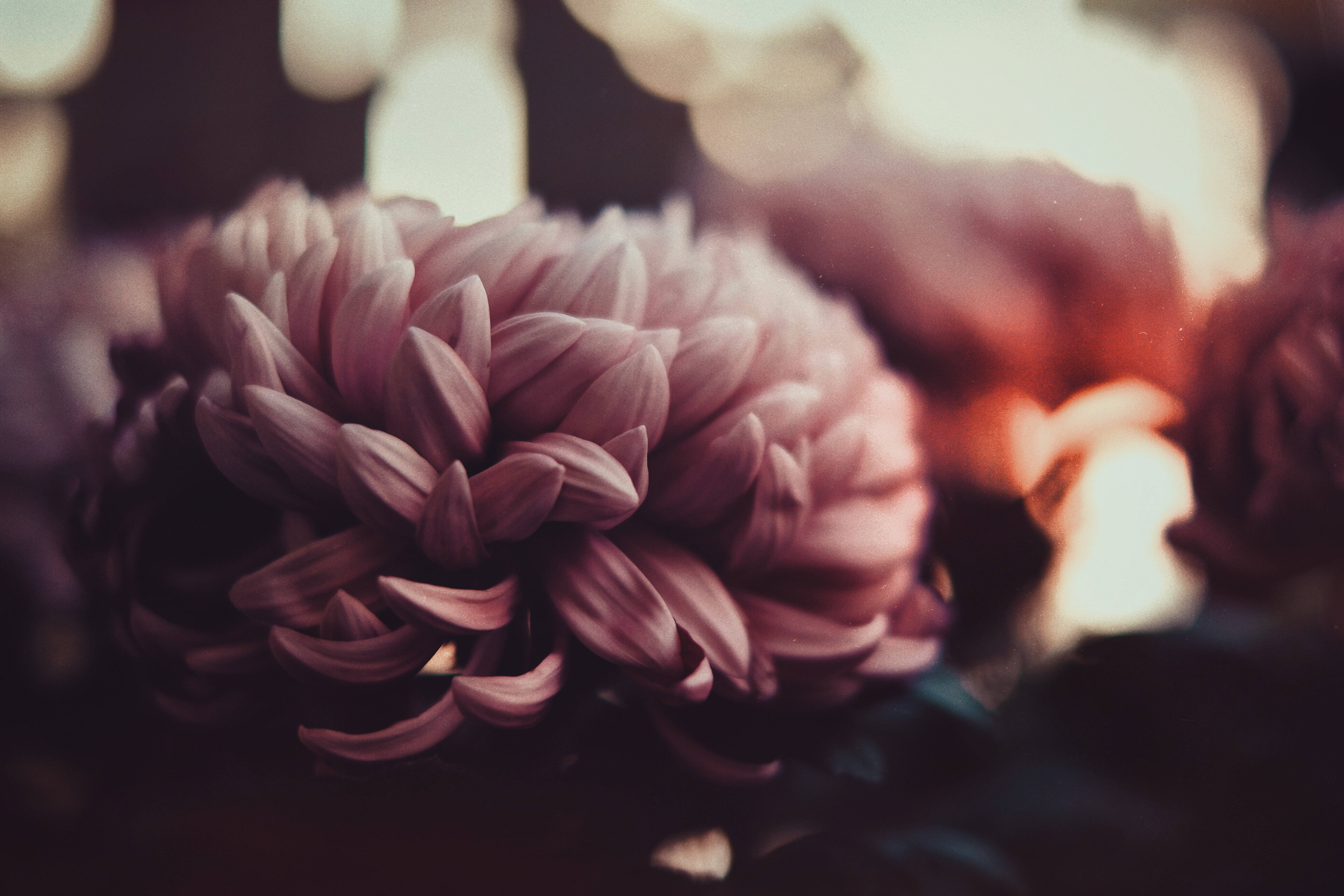 Mørk rosa blomsterbukett Bakgrunner