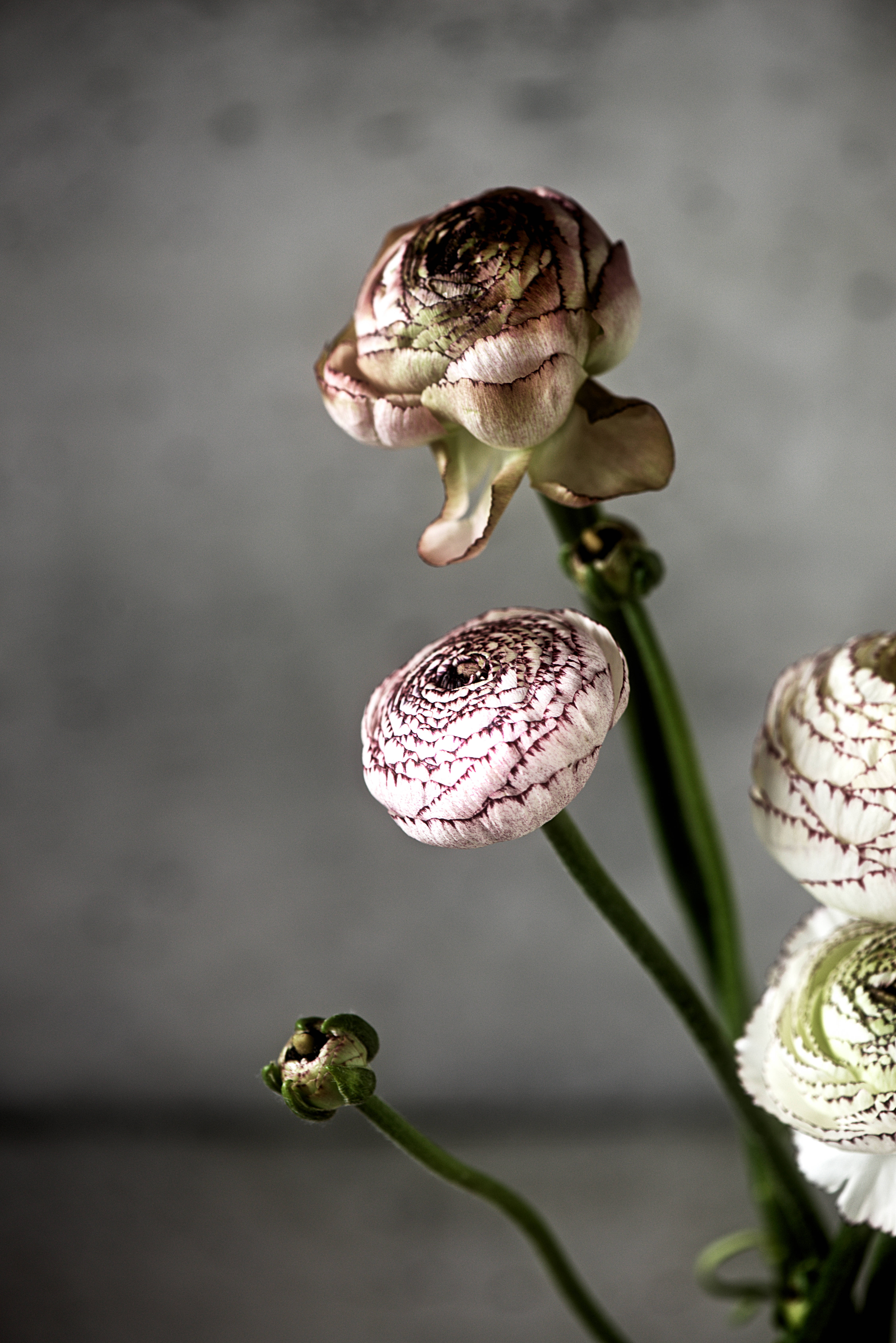 Mørk rosa kronbladblomst med stilk Bakgrunner