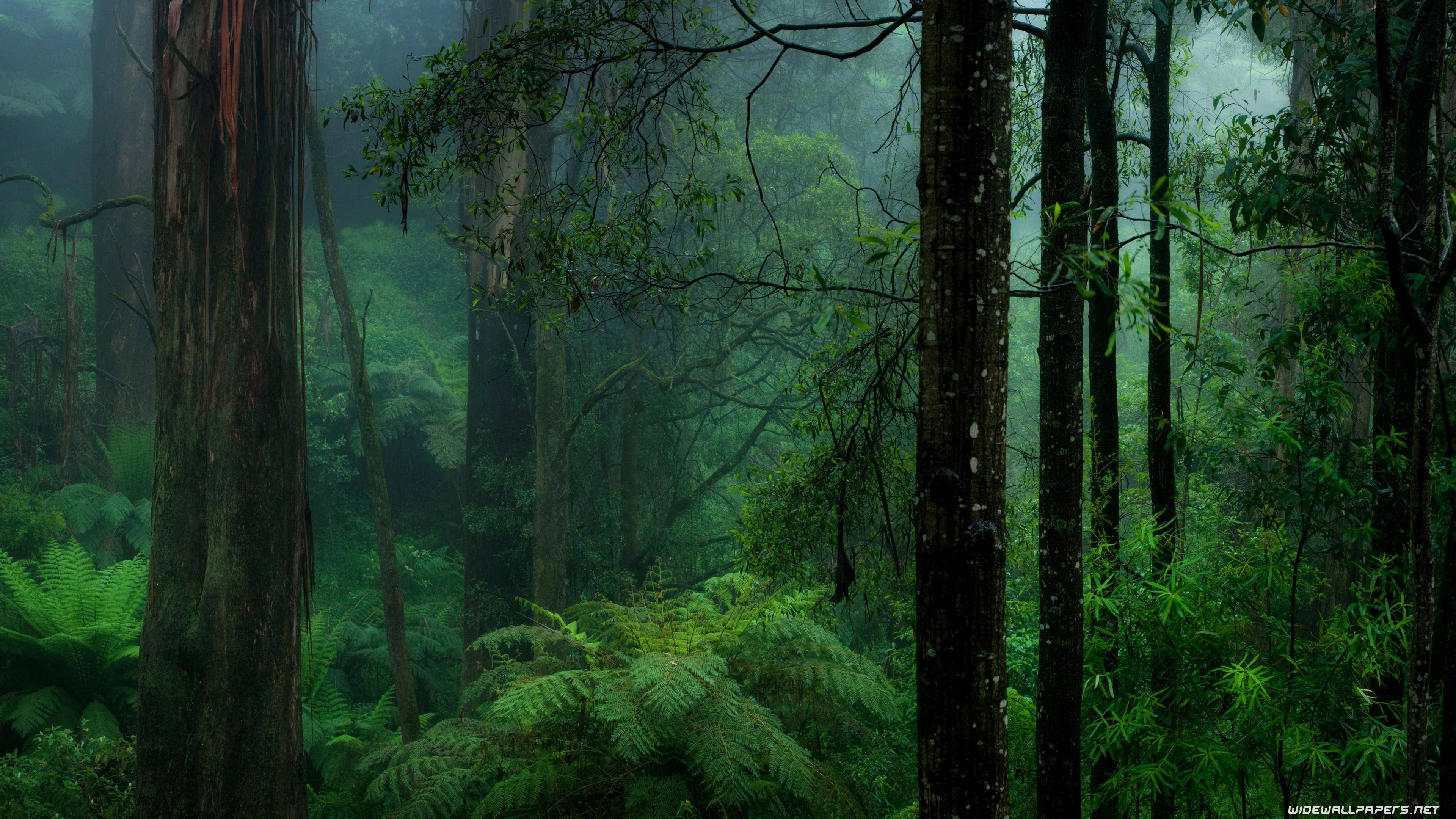 Mørk skog bakgrunn Bakgrunner