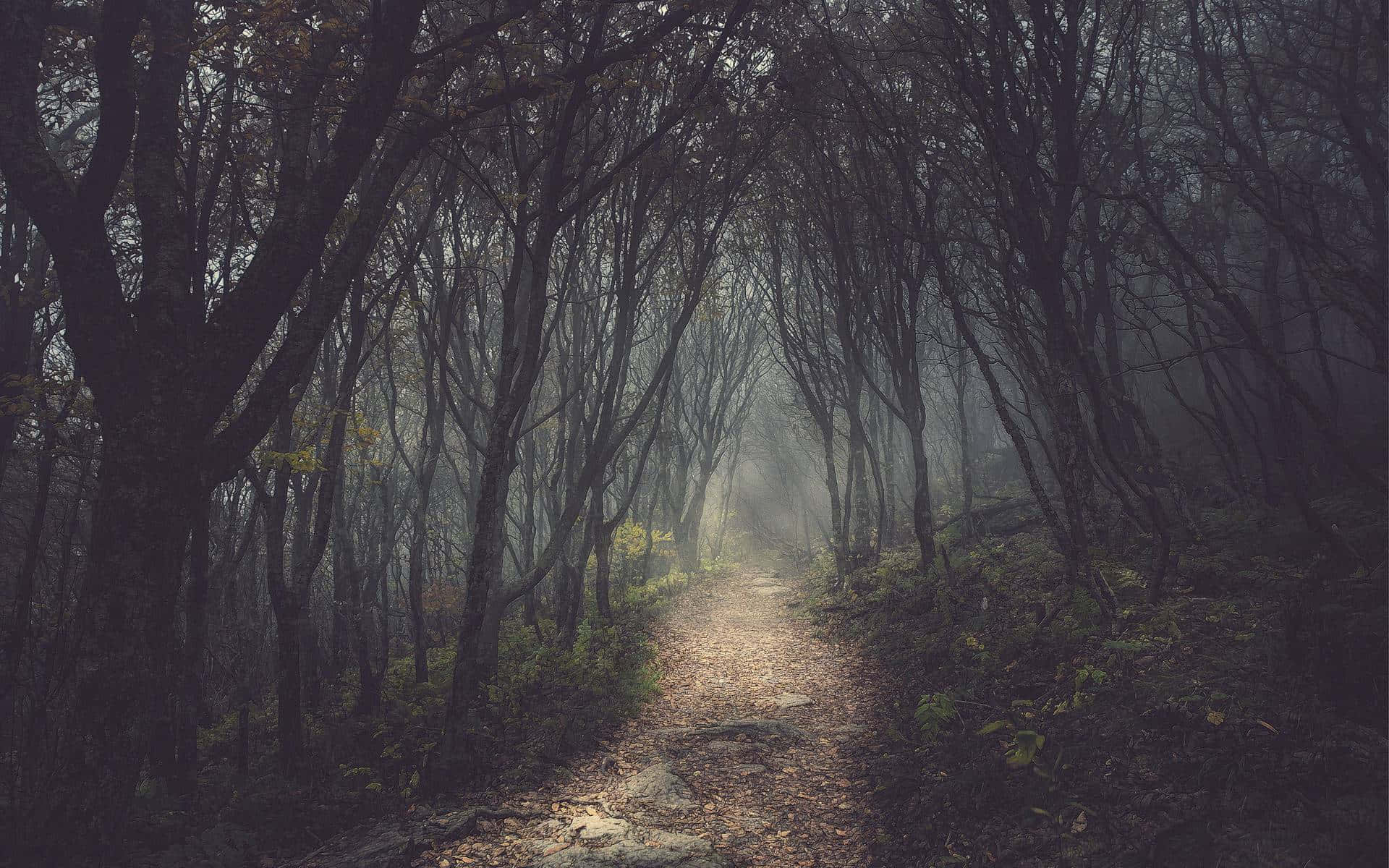 Mørk skog bakgrunn Bakgrunner