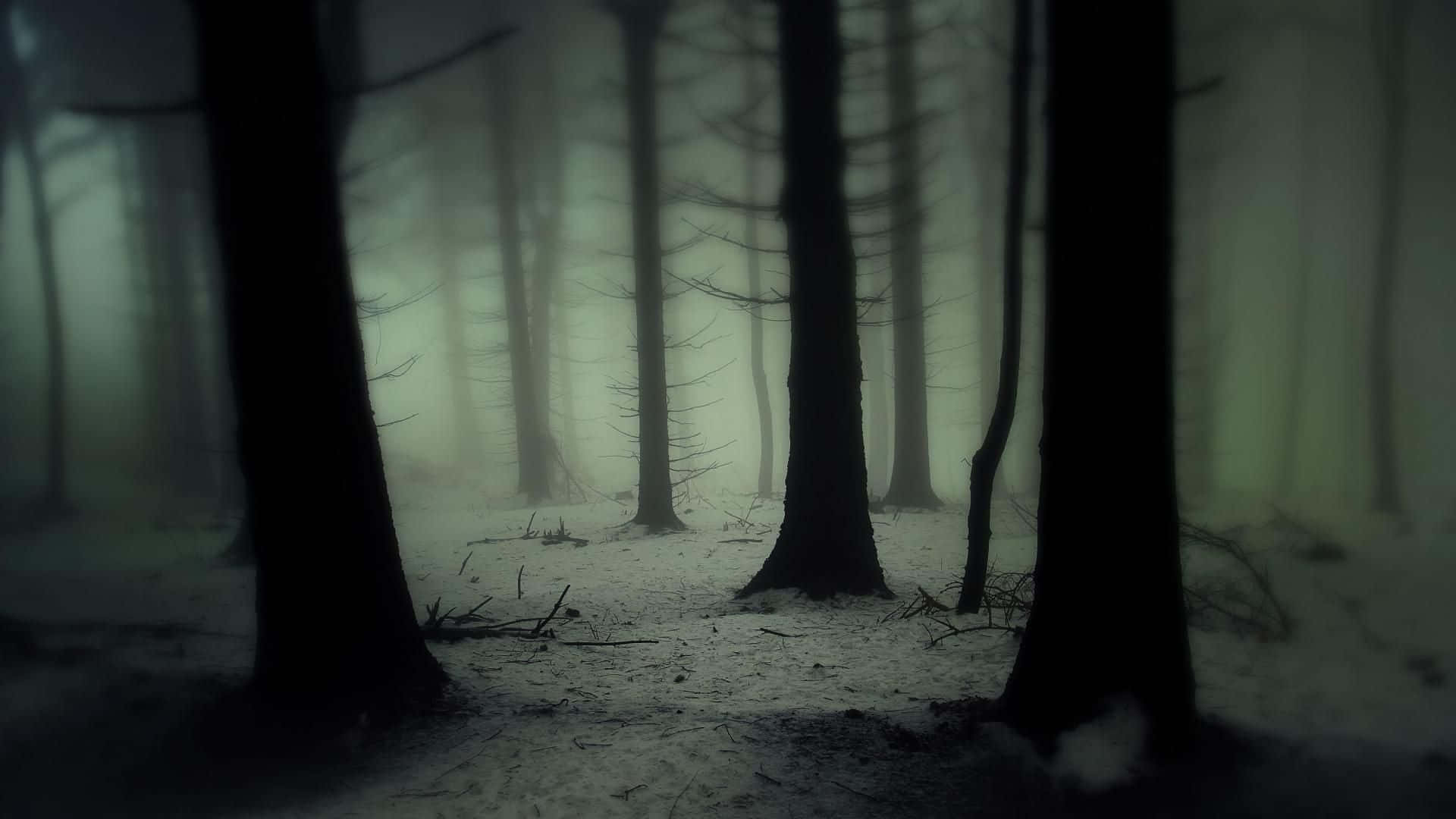 Mørk skog bakgrunn Bakgrunner