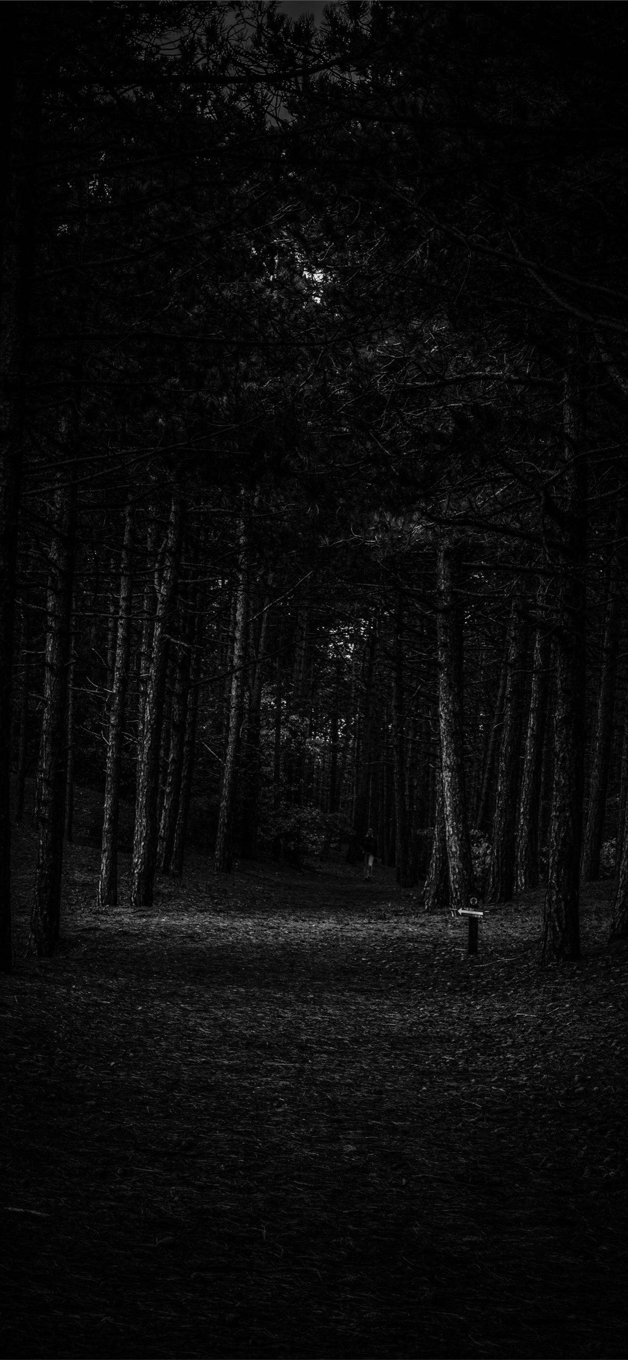 Mørk skog iPhone Bakgrunner