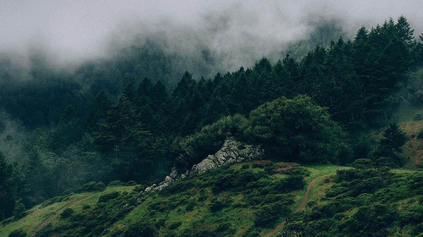 Mørkegrønn skogro Bakgrunner