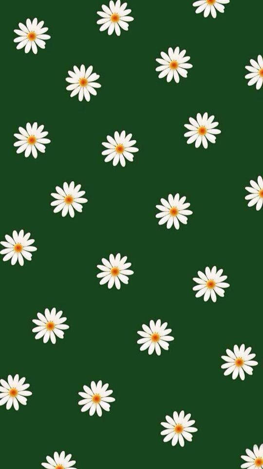 Mørkegrønne hvite blomster Bakgrunner