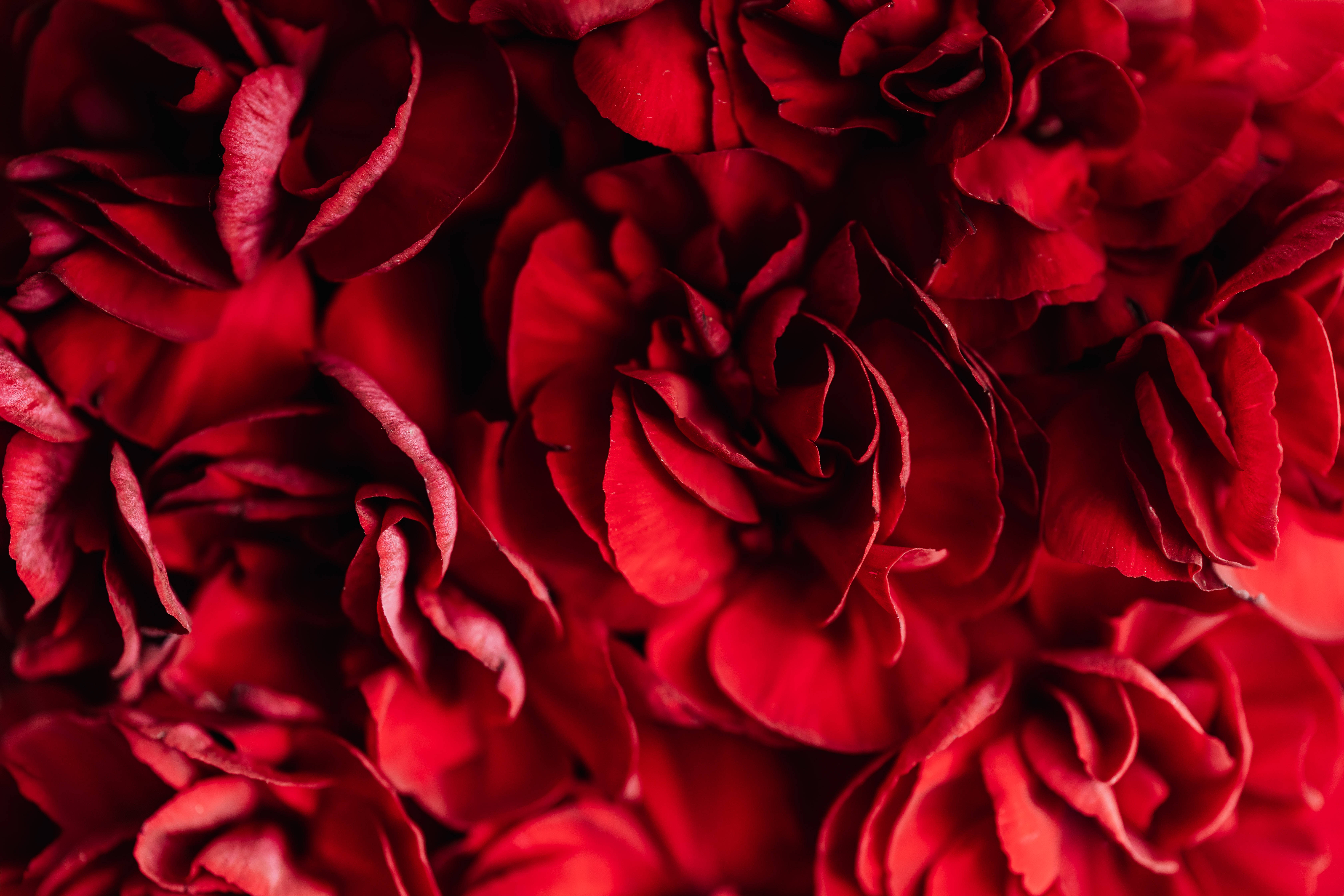 Mørkerøde blomsterblader Bakgrunner