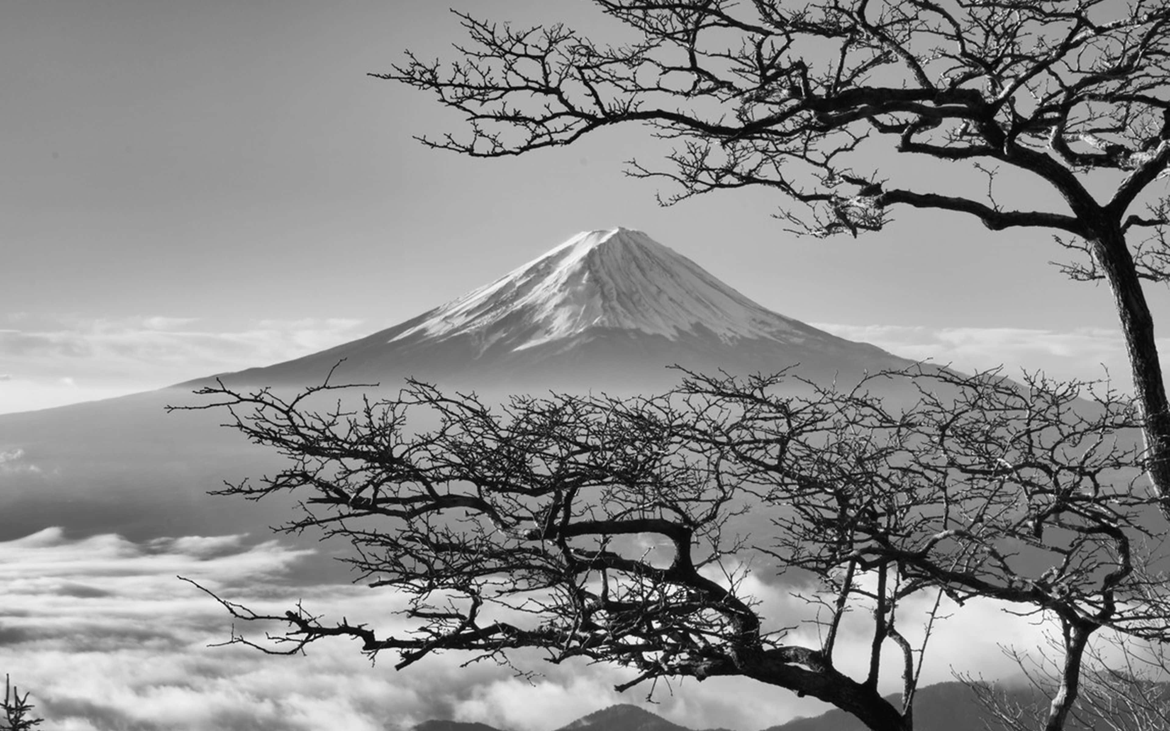 Mørkt japansk Fuji-fjell med kirsebærblomster Bakgrunner