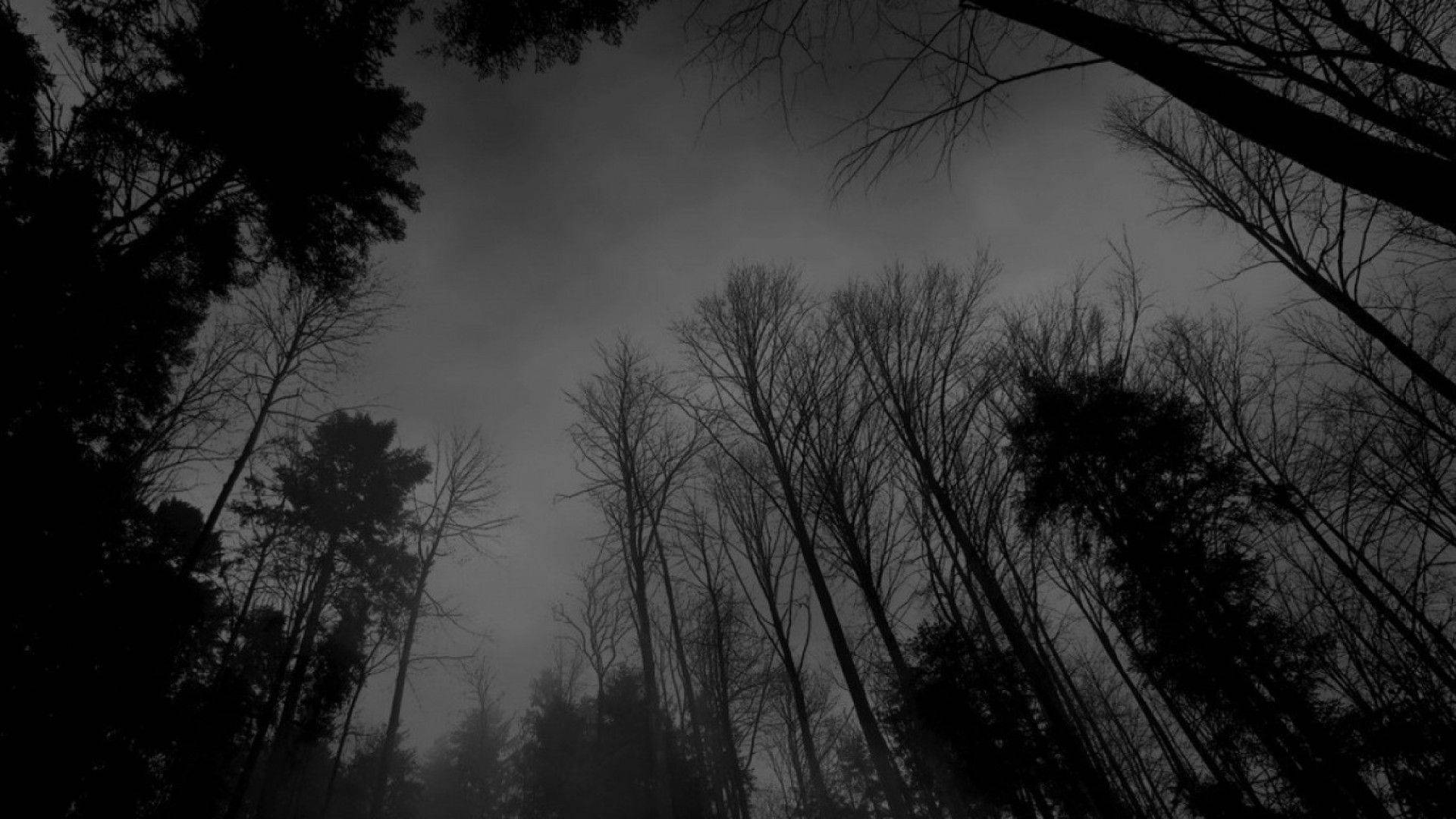 Mørkt tema uhyggelig skog Bakgrunner