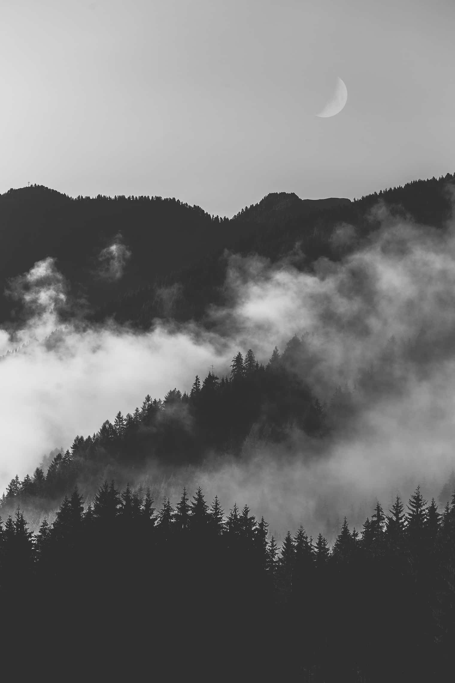 Monokromt mørkt og tåkete skog Bakgrunner