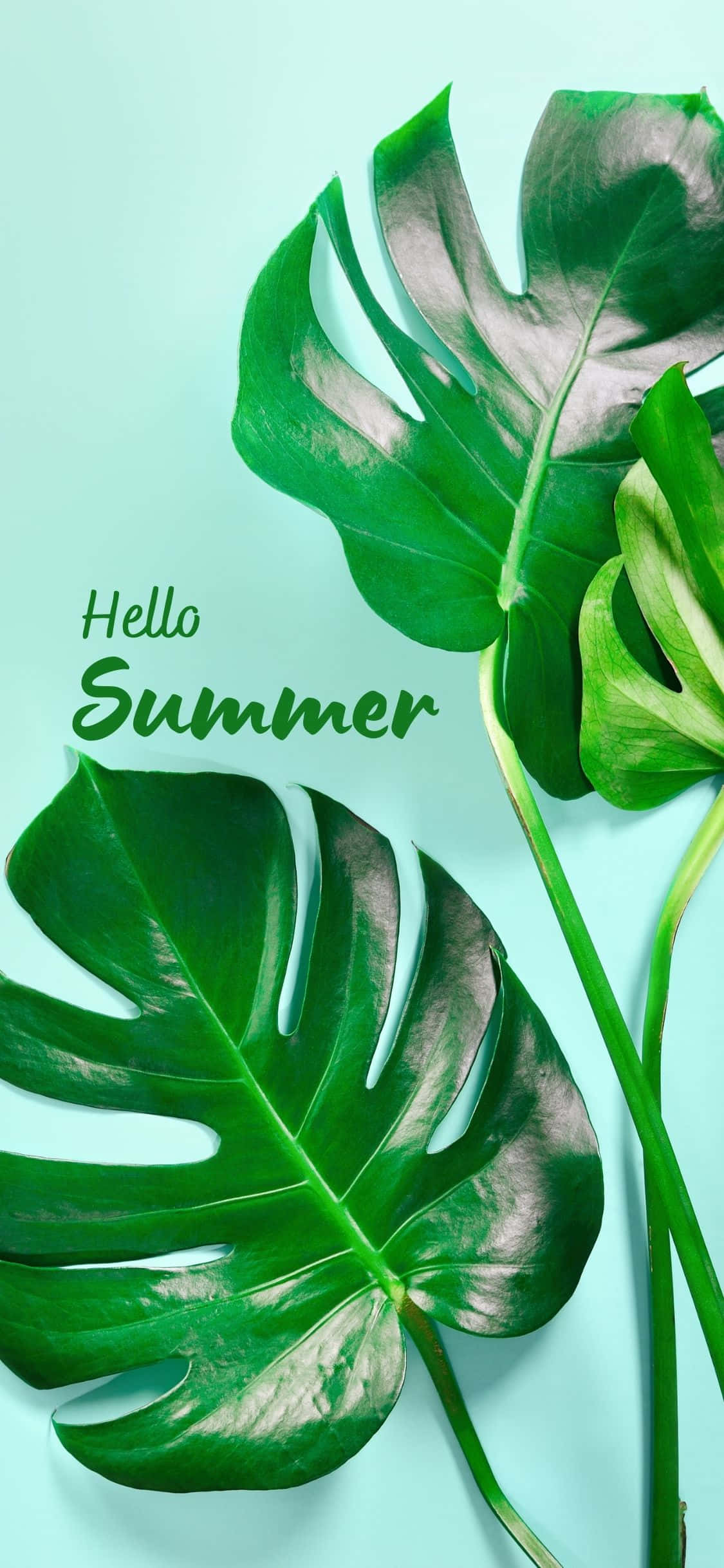 Monstera-blader iPhone X sommerbakgrunn Bakgrunner