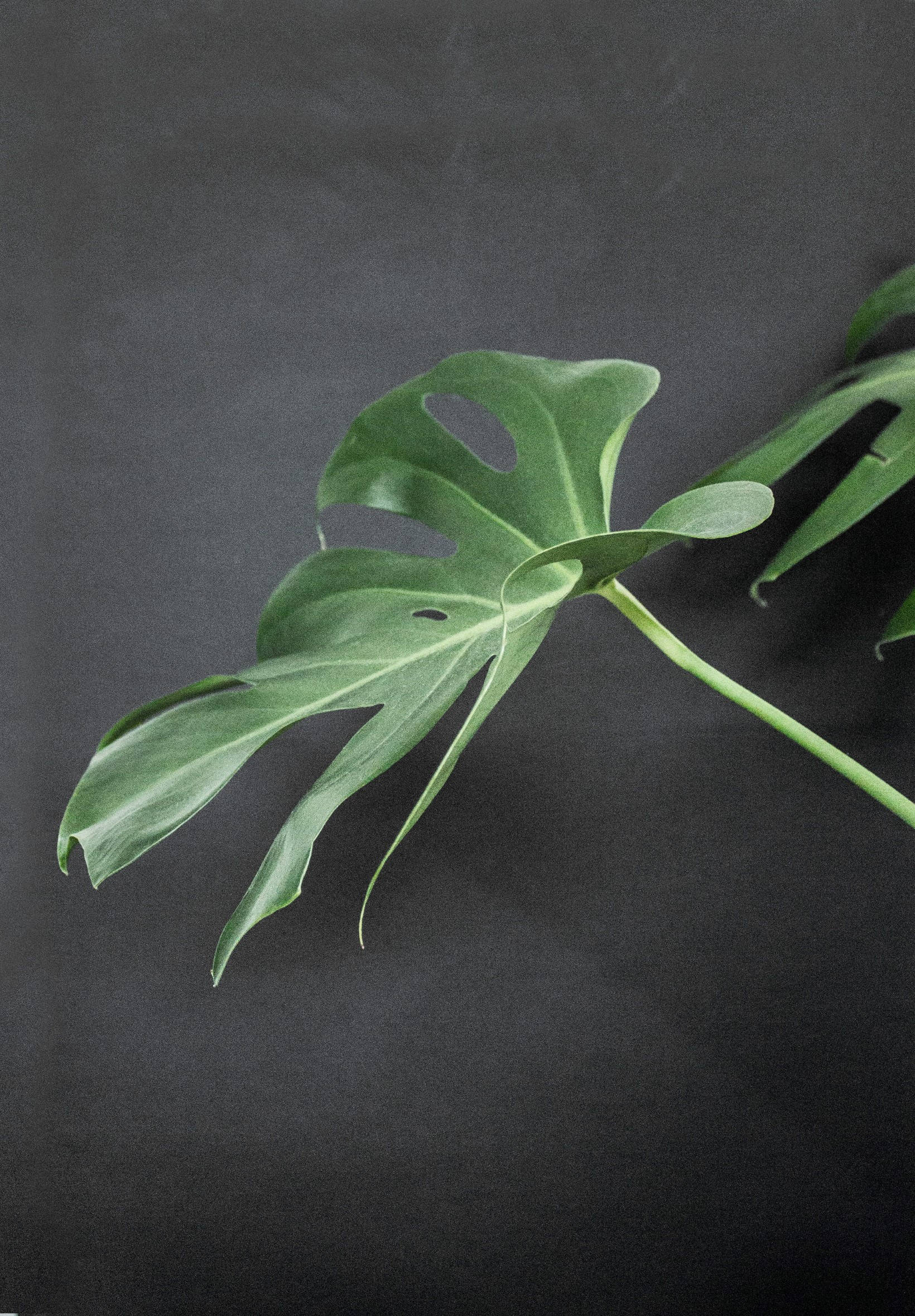 Monstera På Svart Overflate Bakgrunner