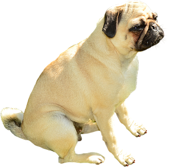 Mops som sitter på svart bakgrunn Bakgrunner
