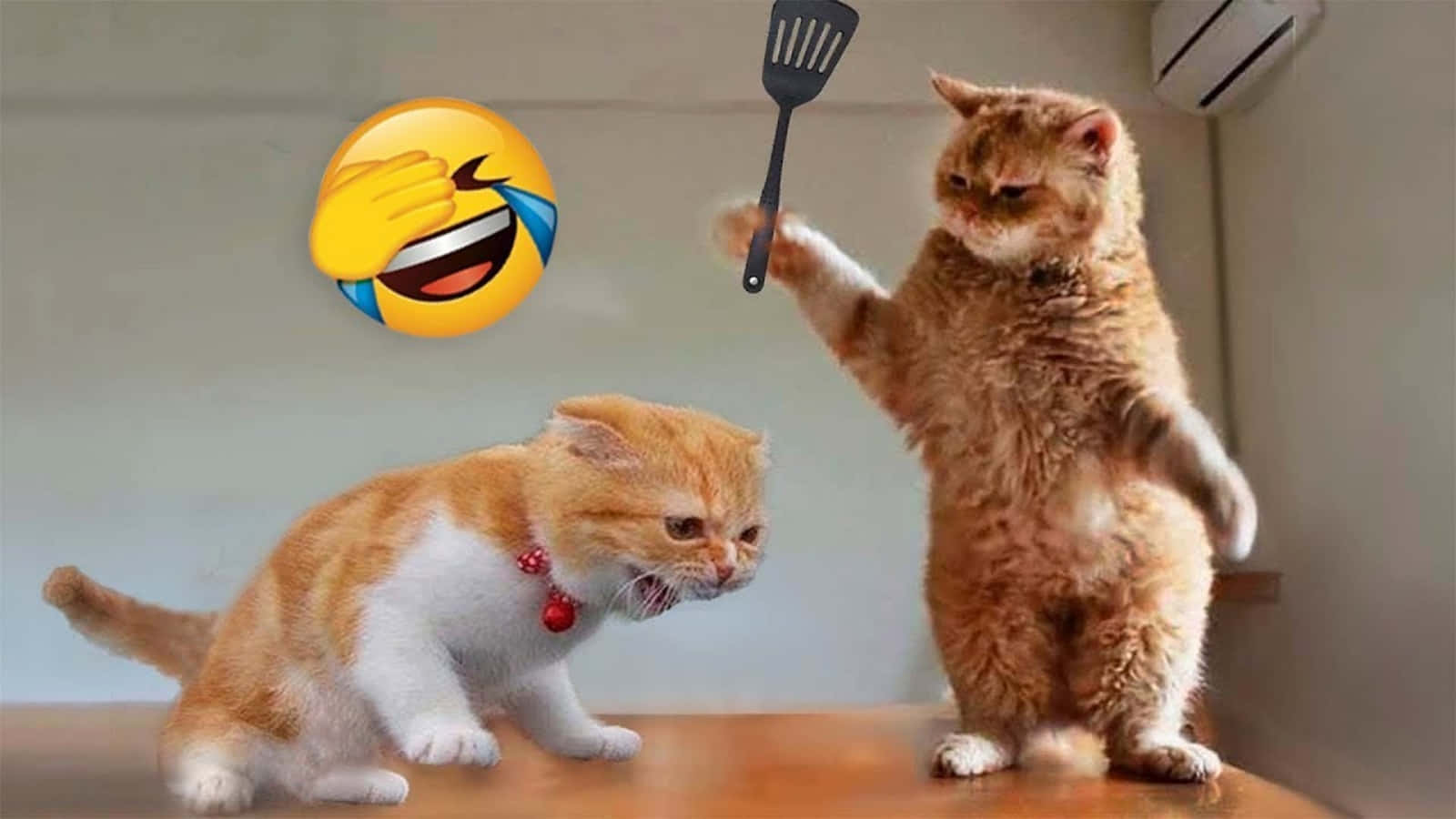Morsom dyrekatt meme kamp med emoji-bilder Bakgrunner