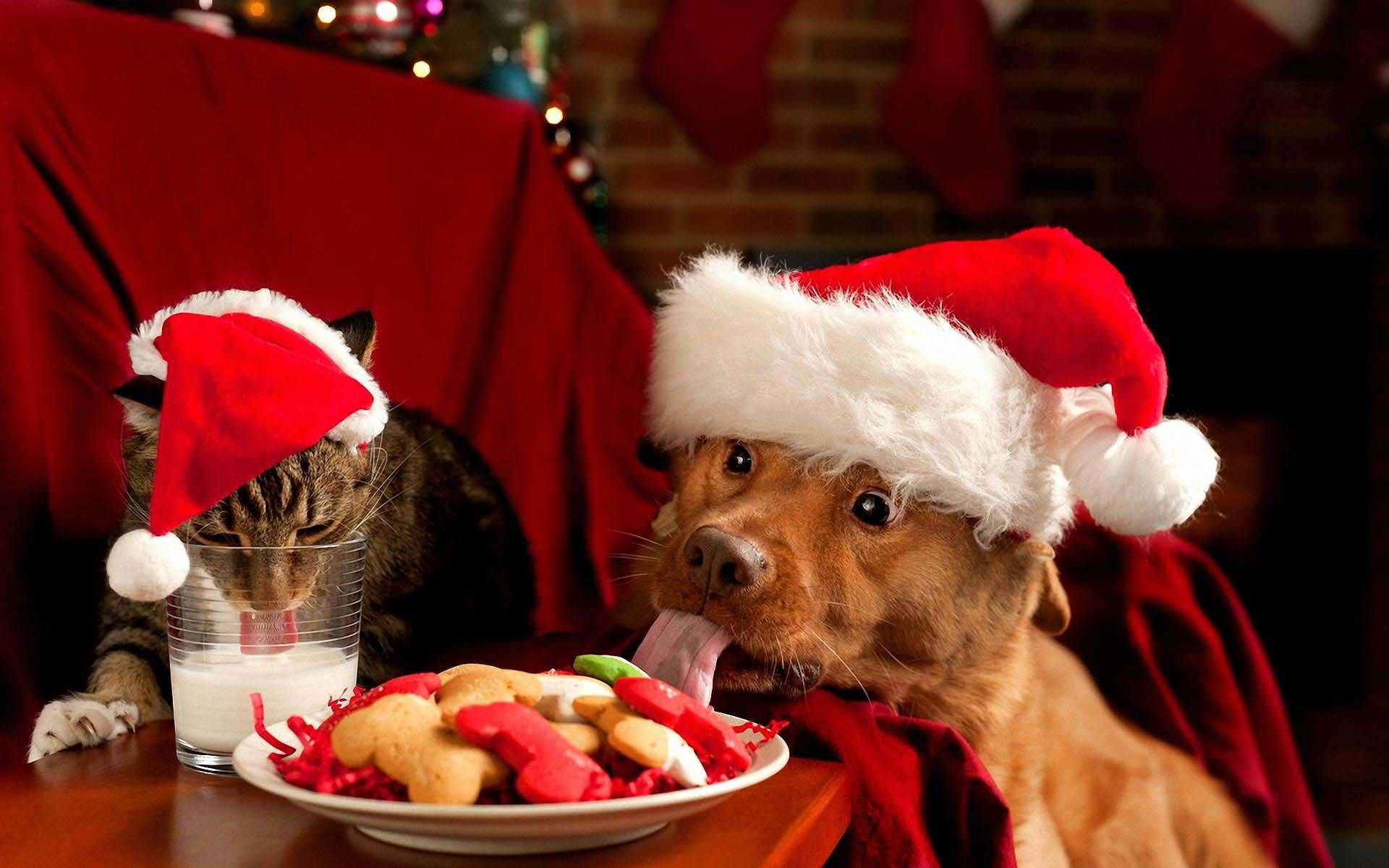 Morsom jul med katt og hund Bakgrunner