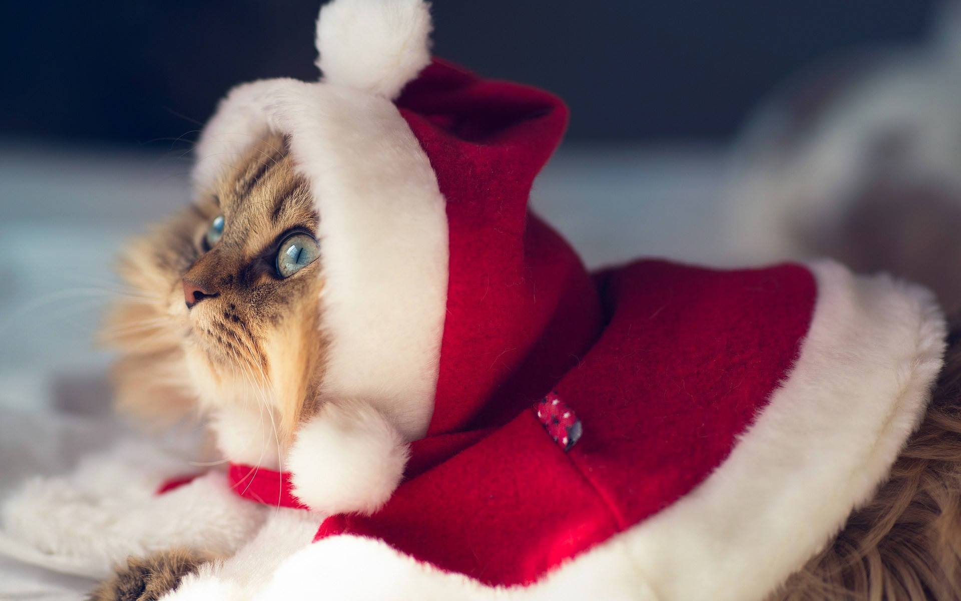 Morsom jul med katt i Santa-drakt Bakgrunner