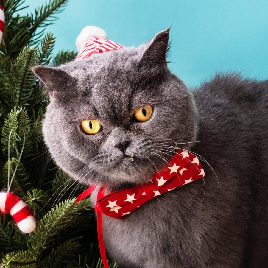 Morsom julekatt med rød sløyfe Bakgrunner