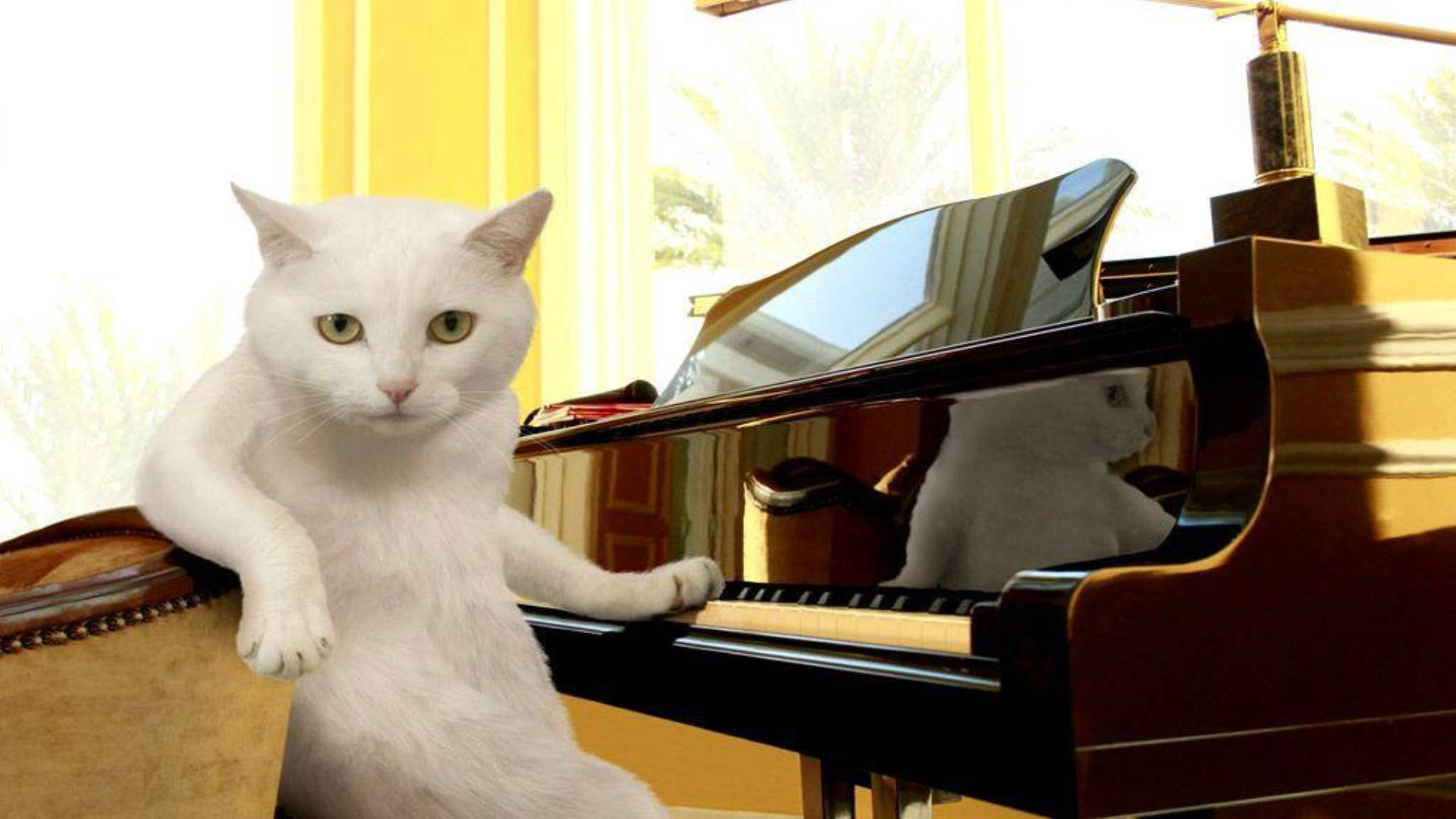 Morsom katt foran piano Bakgrunner