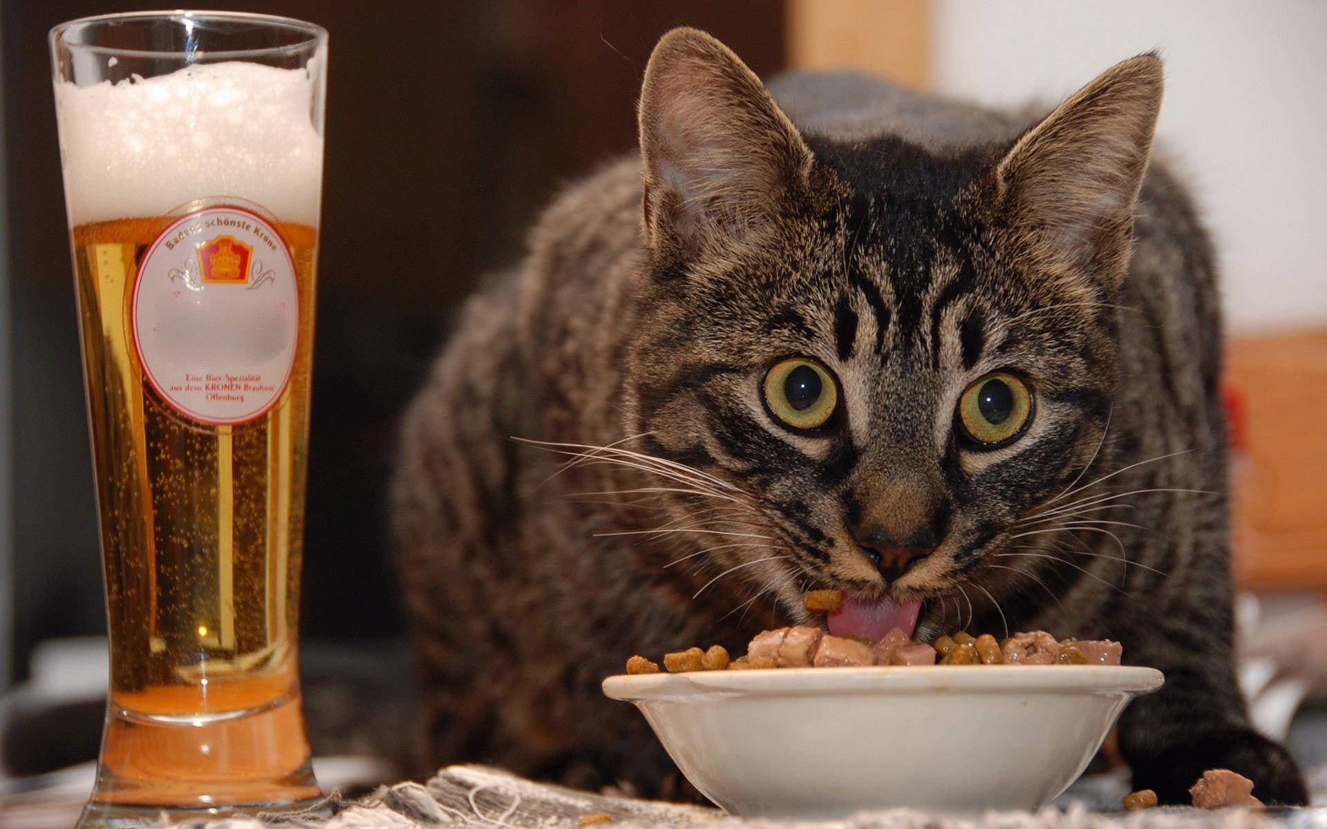 Morsom katt som spiser og drikker Bakgrunner