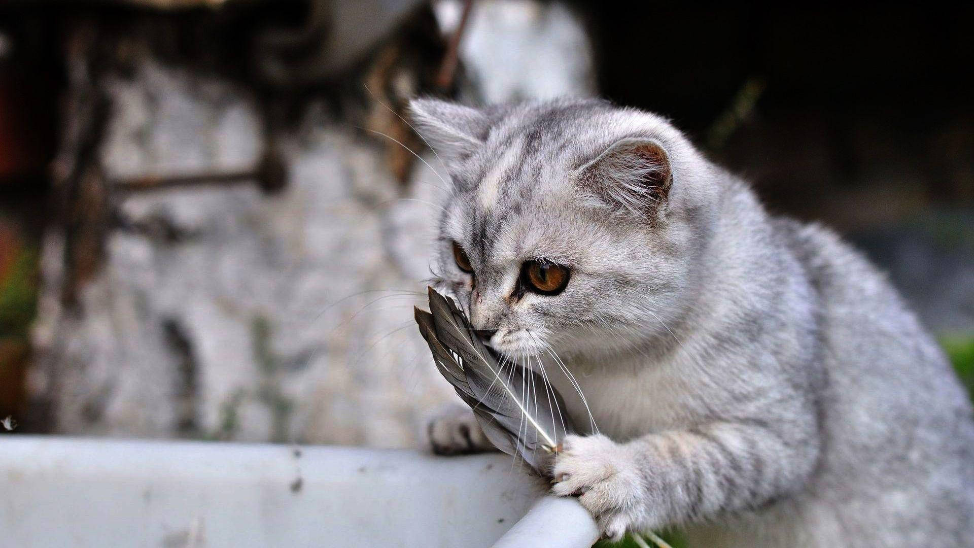 Morsom katt som snuser på fjær Bakgrunner