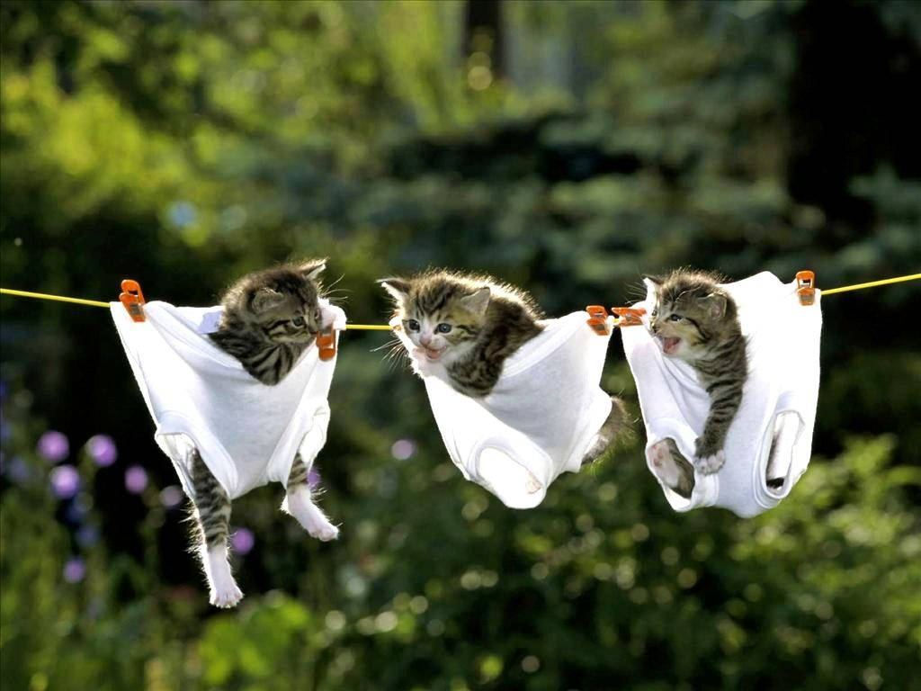 Morsom katt som henger med undertøy Bakgrunner