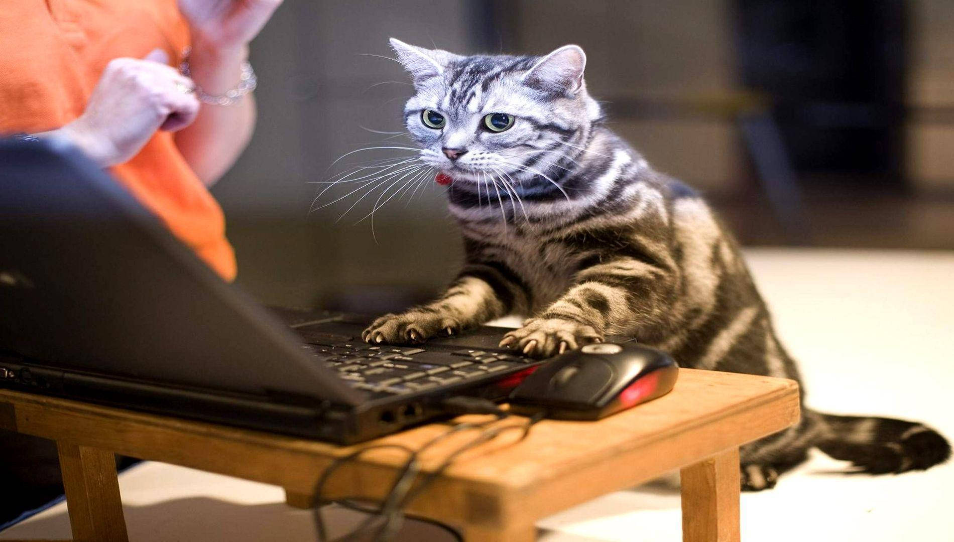 Morsom katt som bruker datamaskin Bakgrunner