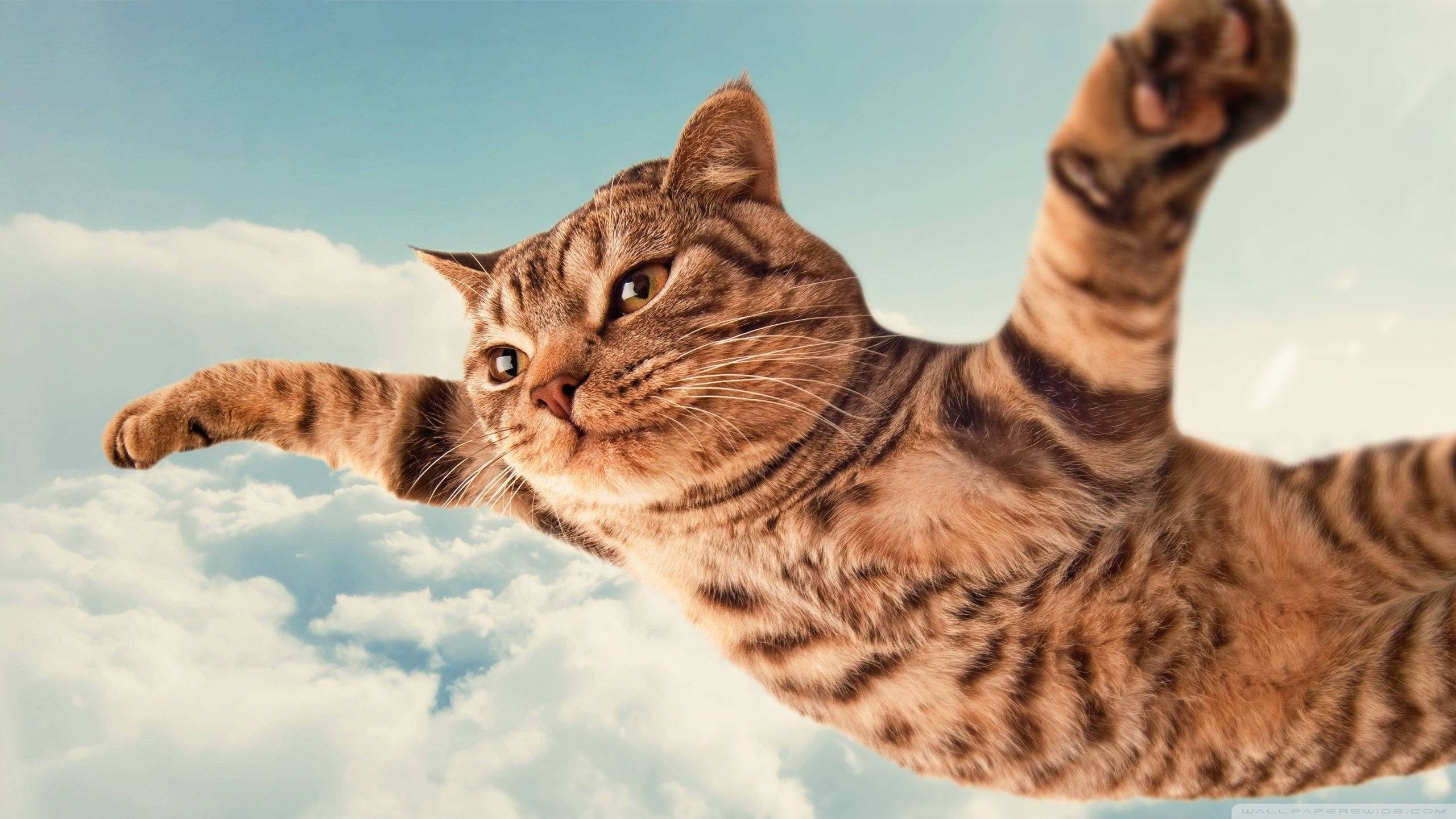 Morsom katt som flyr fredelig Bakgrunner