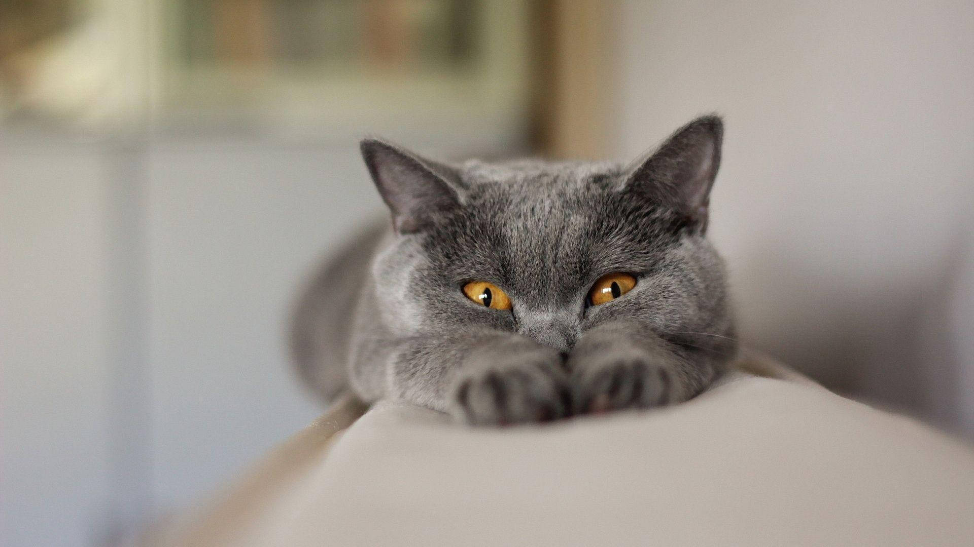 Morsom katt som strekker kroppen Bakgrunner