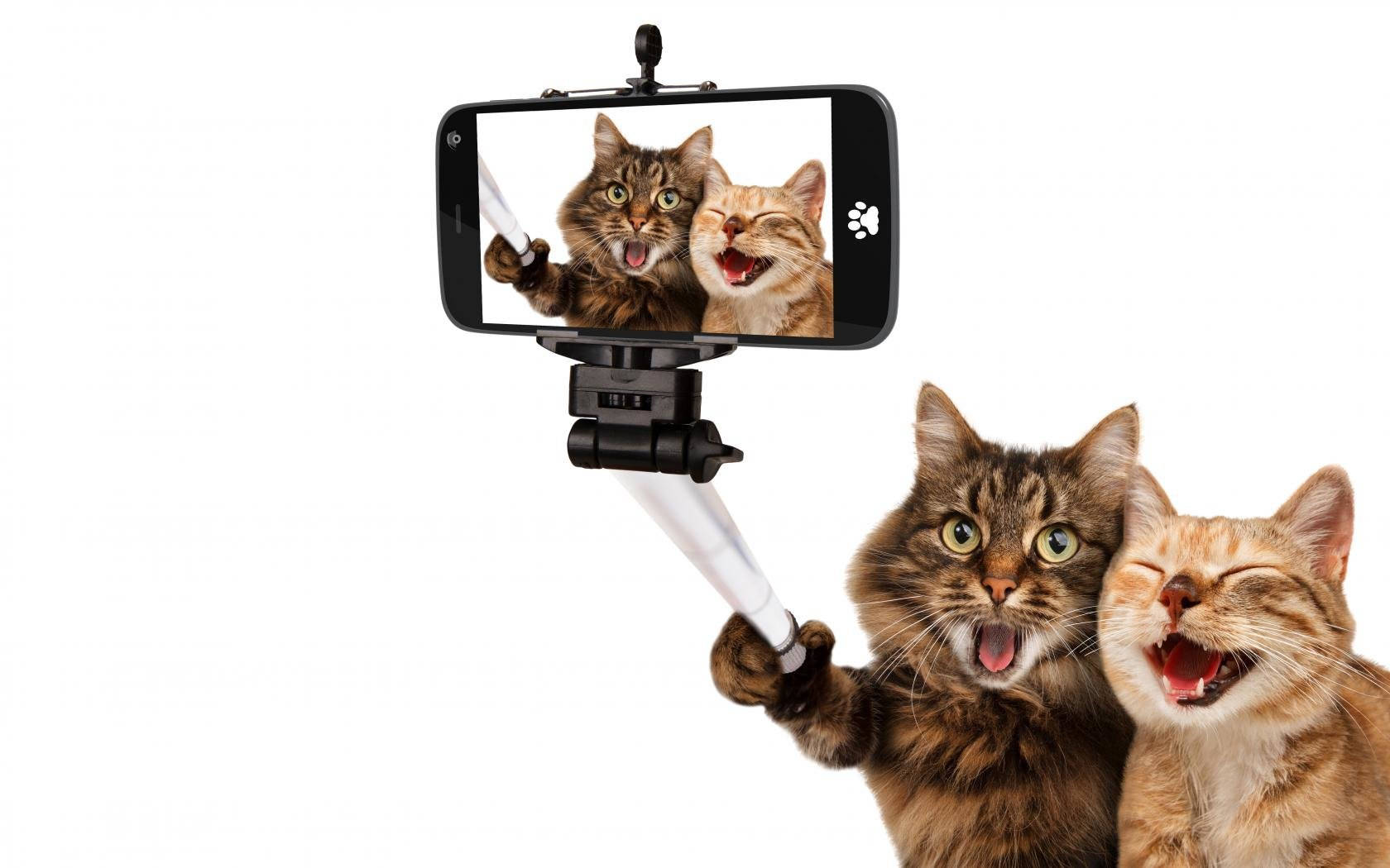 Morsom katteselfie med venner Bakgrunner