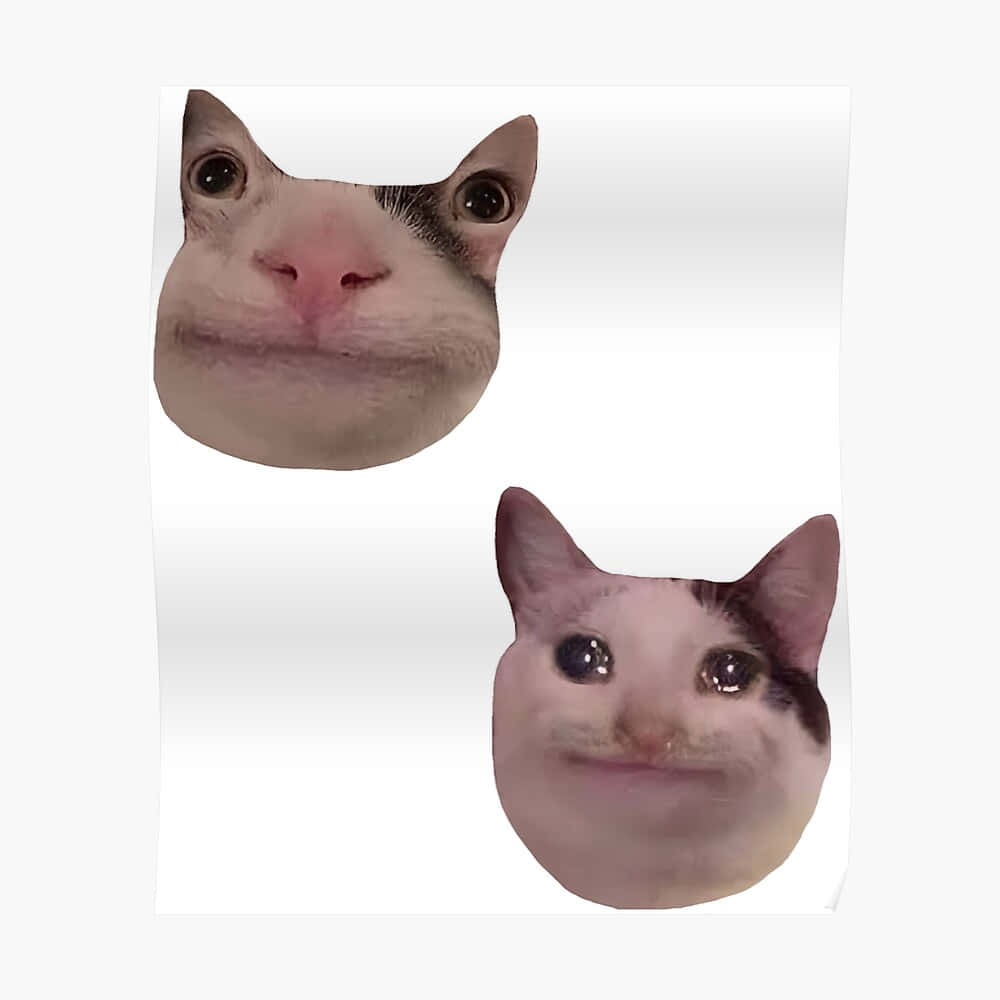 Morsom meme-katt Discord PFP Bakgrunner