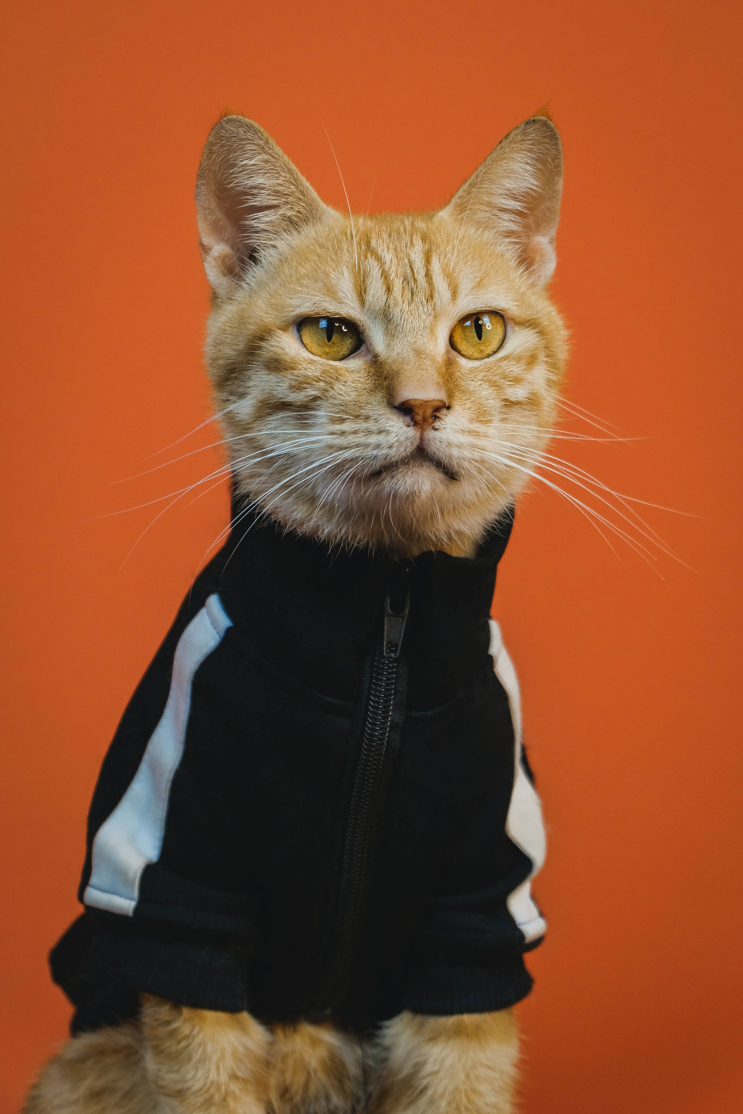 Morsom oransj tabbykatt PFP Bakgrunner