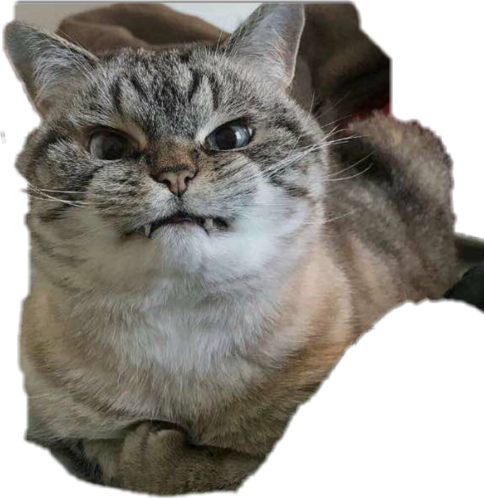 Morsom tabbykatt med morsomt uttrykk Bakgrunner
