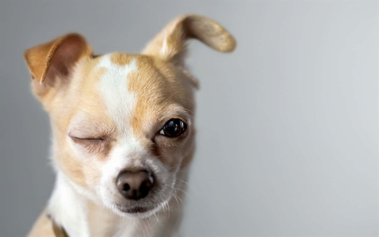 Morsomme blunkende chihuahua-bilder Bakgrunner
