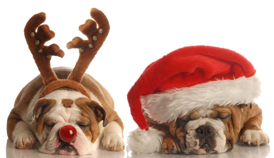 Morsomme julebilder Bakgrunner
