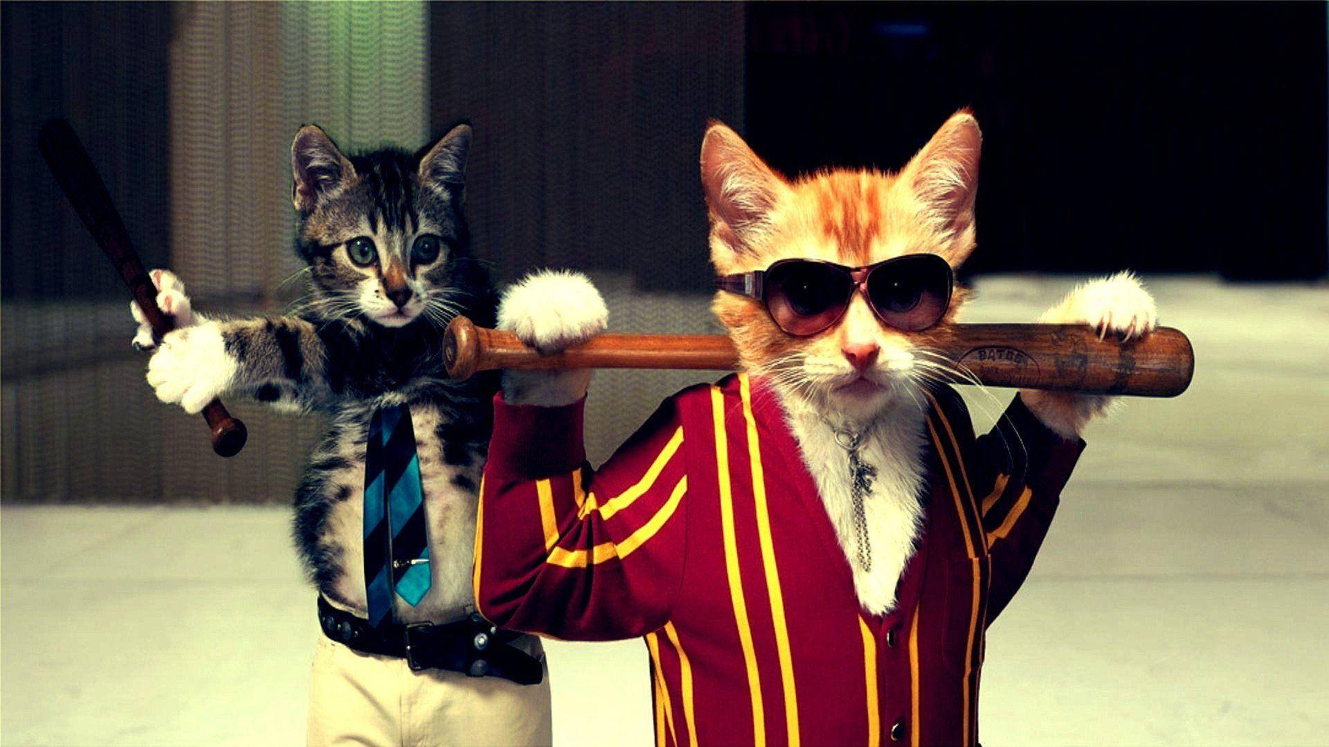 Morsomme Katt Gangstere Bakgrunner