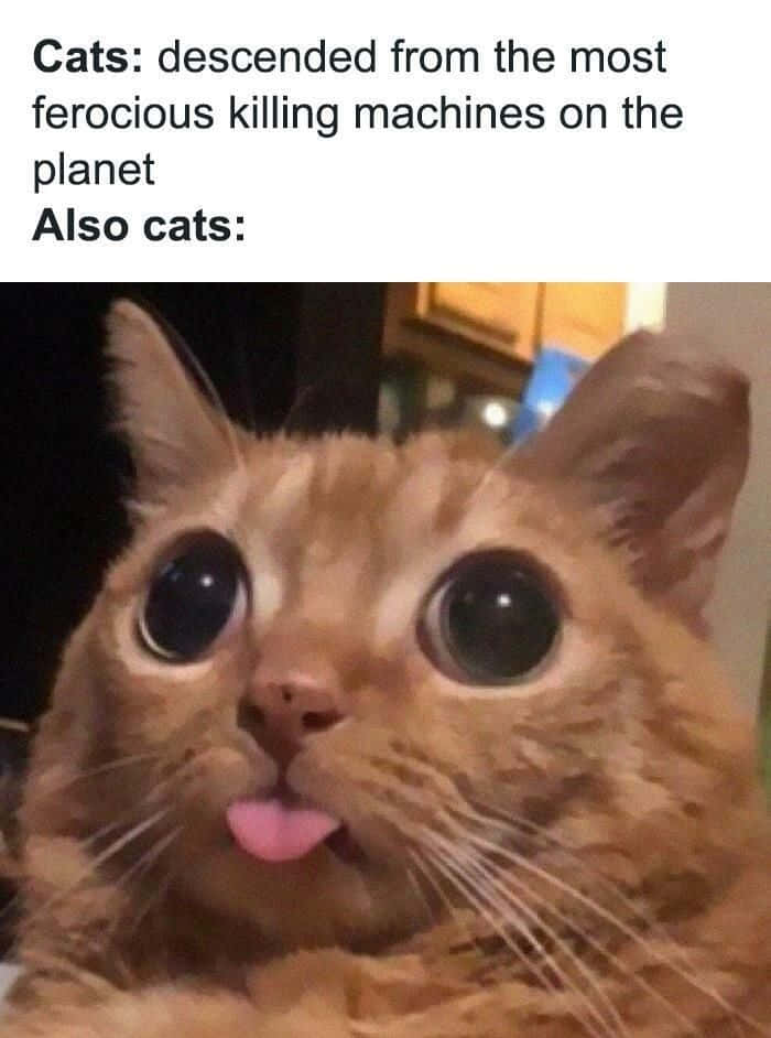 Morsomme memes av katt som stikker tungen ut bilder Bakgrunner