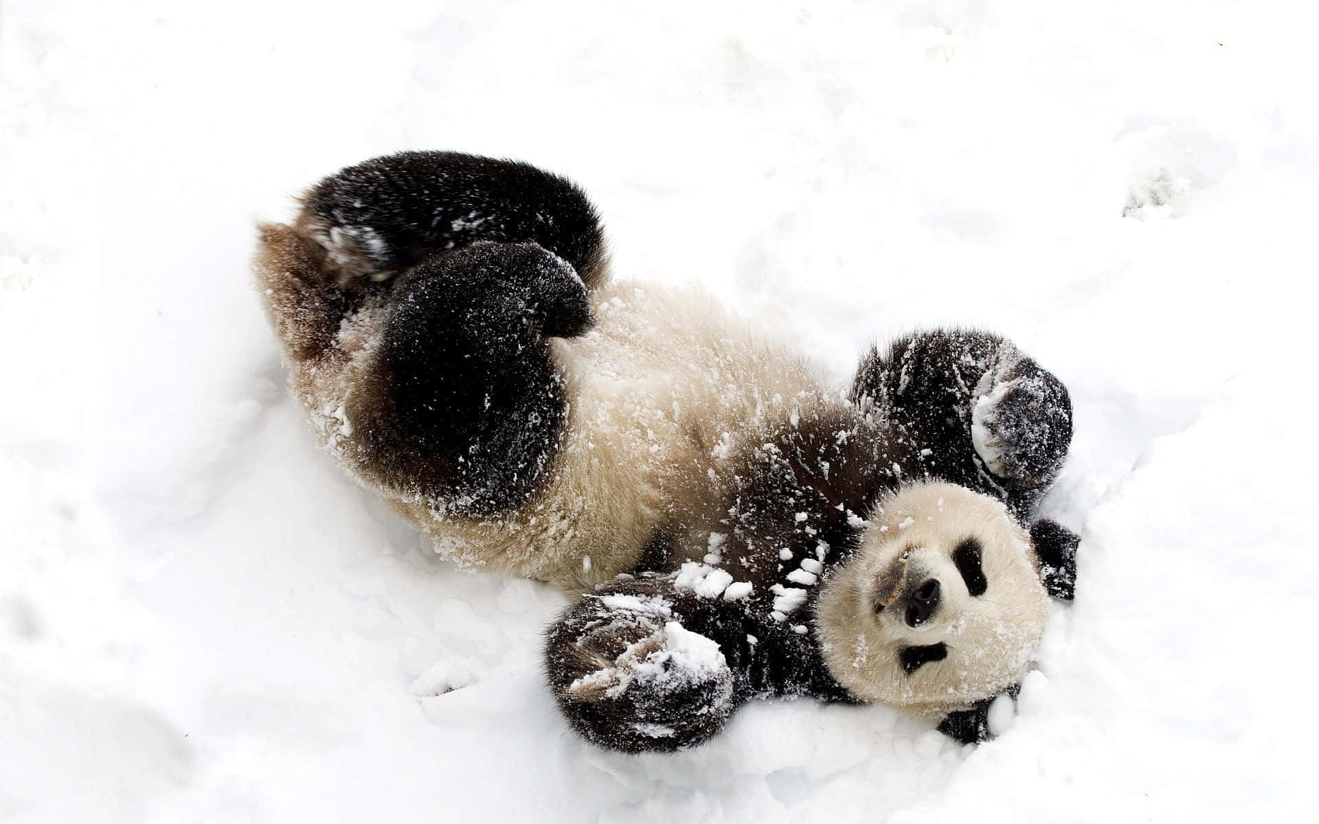 Morsomt bilde av søt panda som leker i snøen Bakgrunner