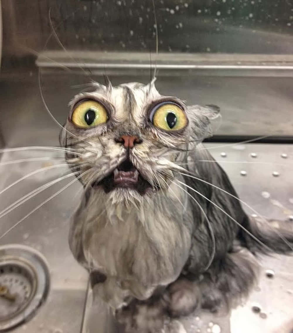 Morsomt dumt våt kattbilde Bakgrunner