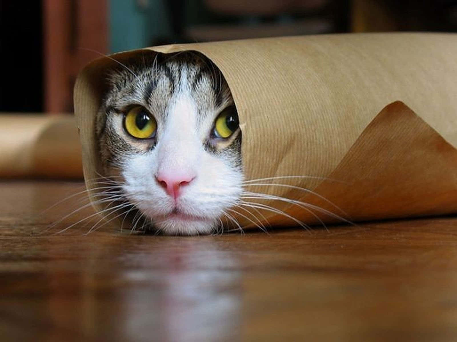 Morsomt forbannet burrito-kattebilde Bakgrunner