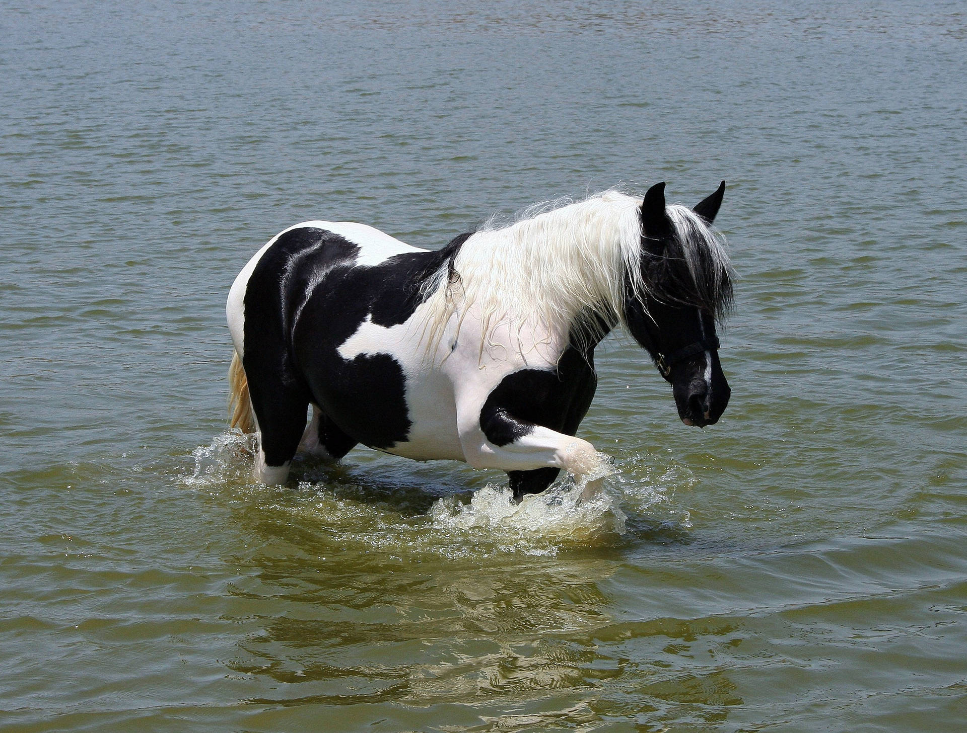 En Pinto-hest som går i vann bakgrunnsbilde