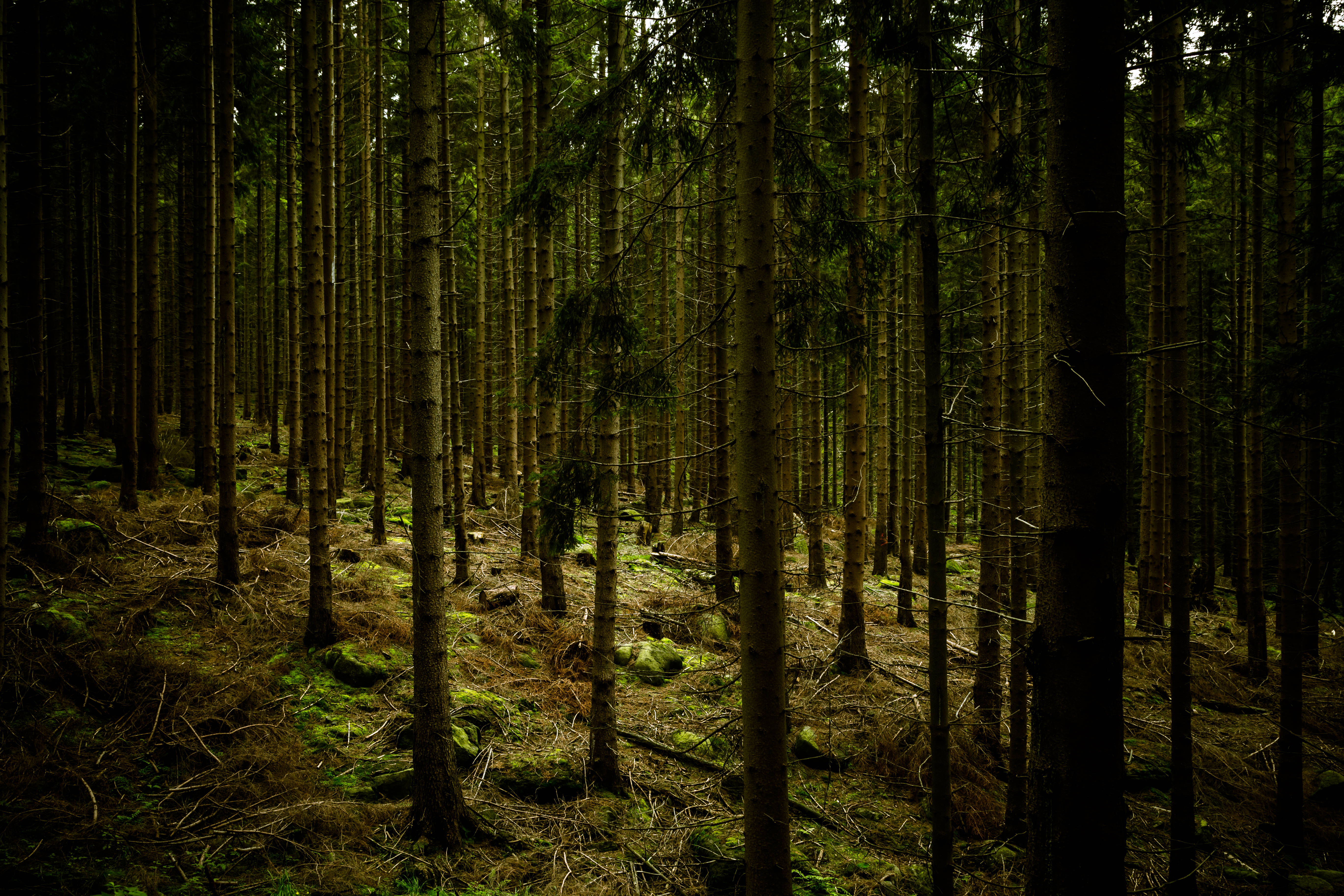 Mørk grønn skog Bakgrunner